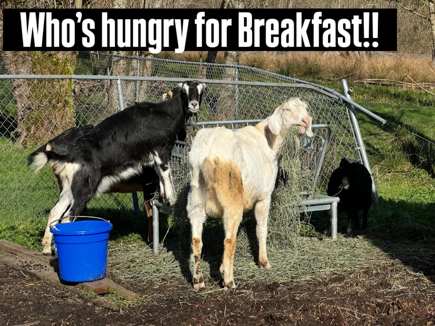 Breakfast time on the farm! #fournierfarmanimalsanctuary #farmlife #goats