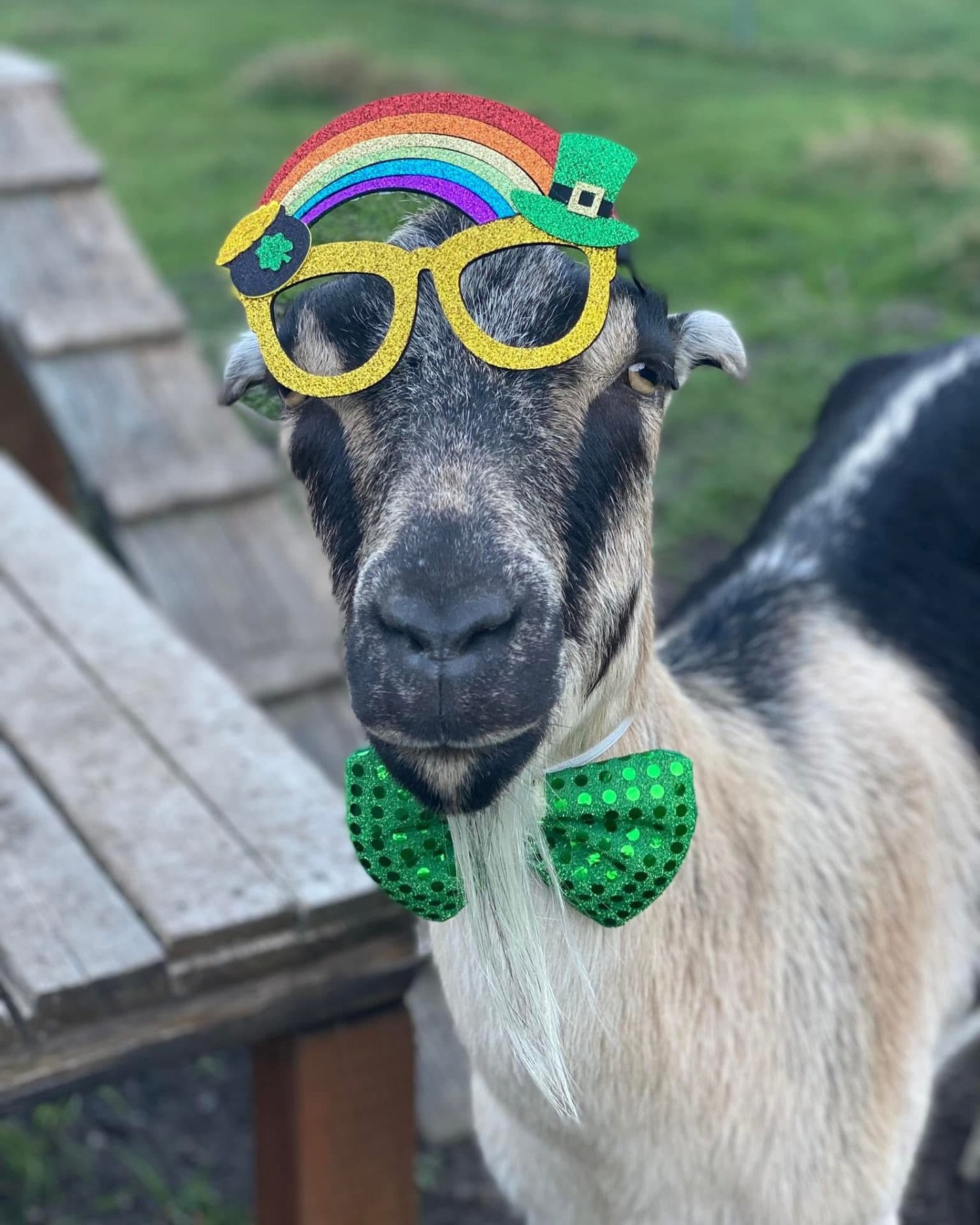 Happy St. Patrick&rsquo;s Day 💚☘️🌈