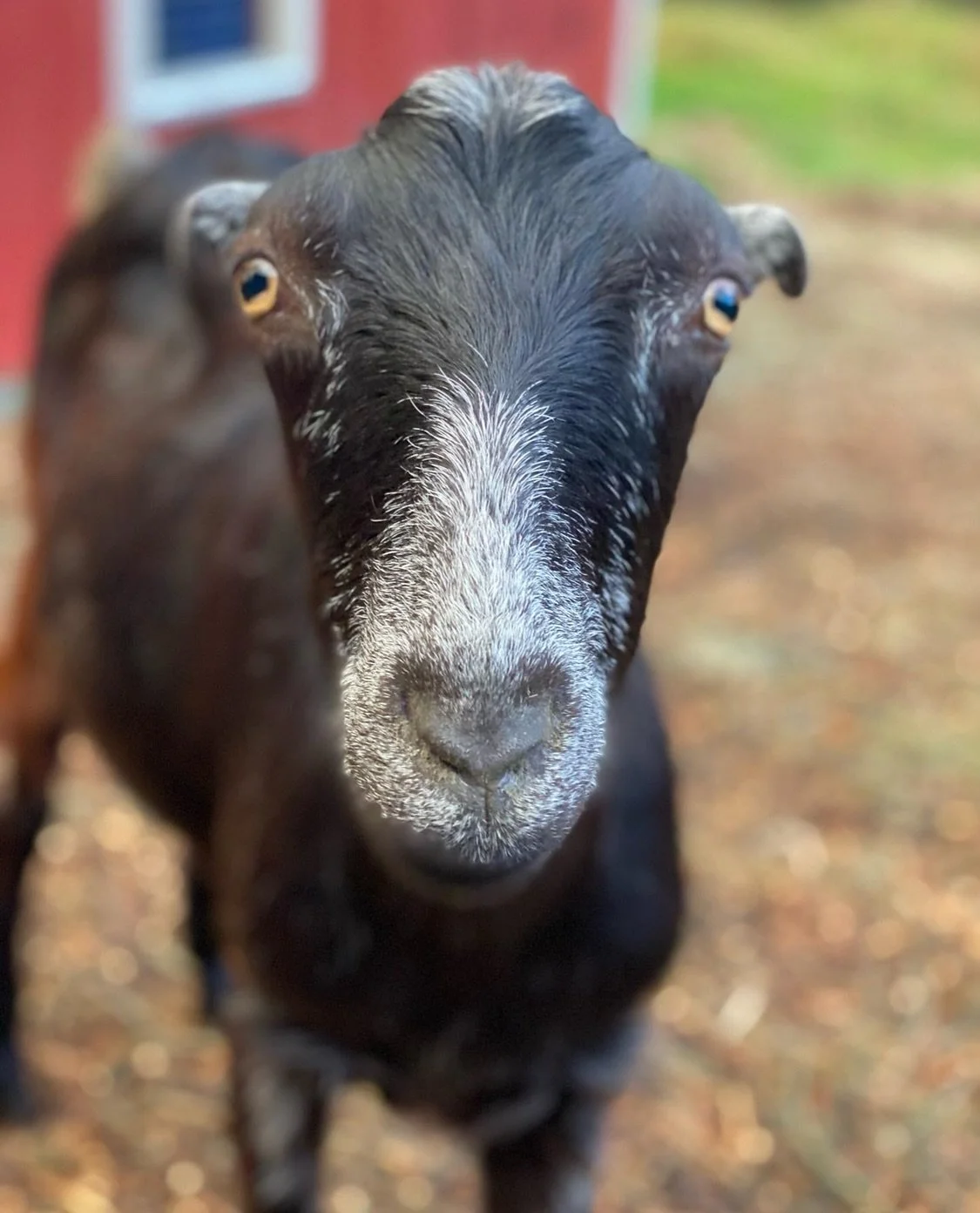 Rest in peace Guinness 💔
We lost our sweet boy yesterday. Our hearts are aching. Guinness was a very special goat. He was always so sweet and gentle. We adopted him in 2021 along with his brothers. He was the runt of the group and battled various he