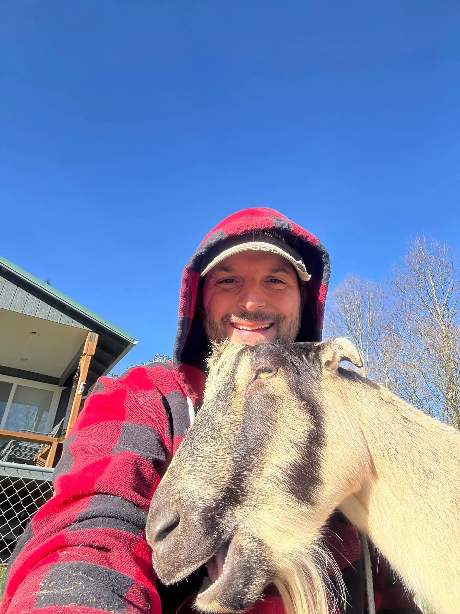 Goats!