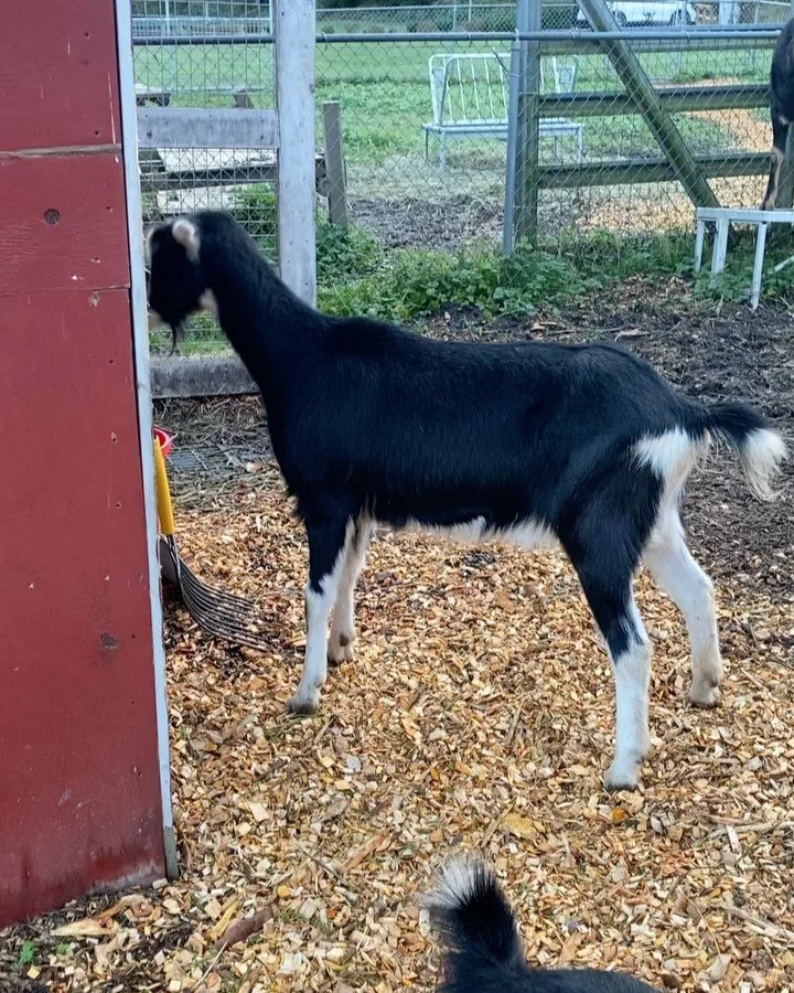 The goats helping with the chores 💜😍

In the winter, the barnyard gets so muddy. The wood chips help tremendously! #goats #goatsofinstagram #ilovegoats #fournierfarmanimalsanctuary #adoptdontshop