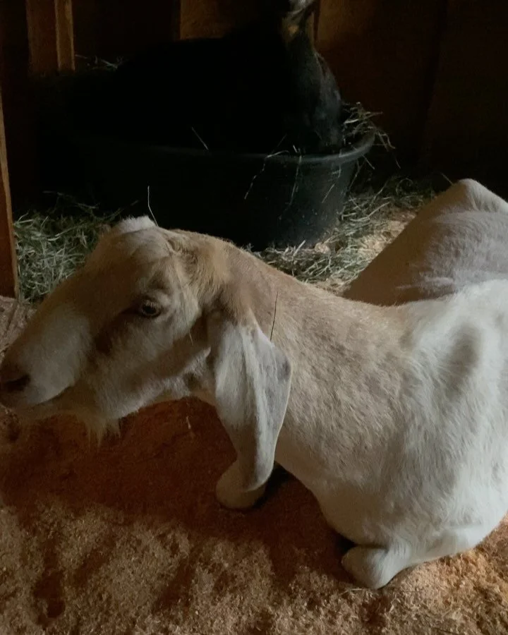 Charlie and Peroni relaxing in the barn 🧡🐐 #goats #fournierfarmanimalsanctuary #goatsofinstagram #adoptdontshop