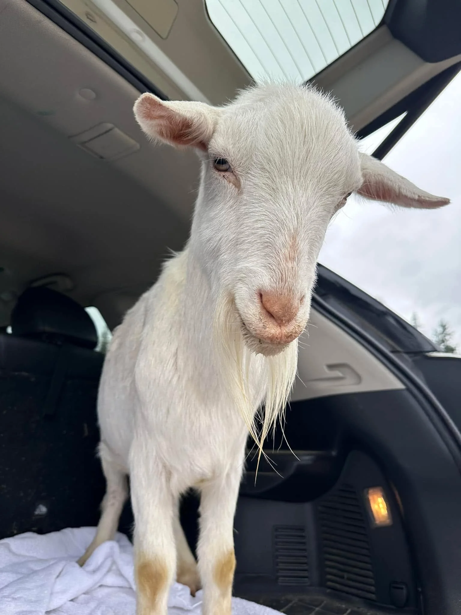 Unfortunately our little boy Kristoff made his journey to Goat heaven today to be with his brother Sven. What is so sad and strange is that it is one year ago today when Sven died. We will miss you little Kristoff and are blessed for all the memories