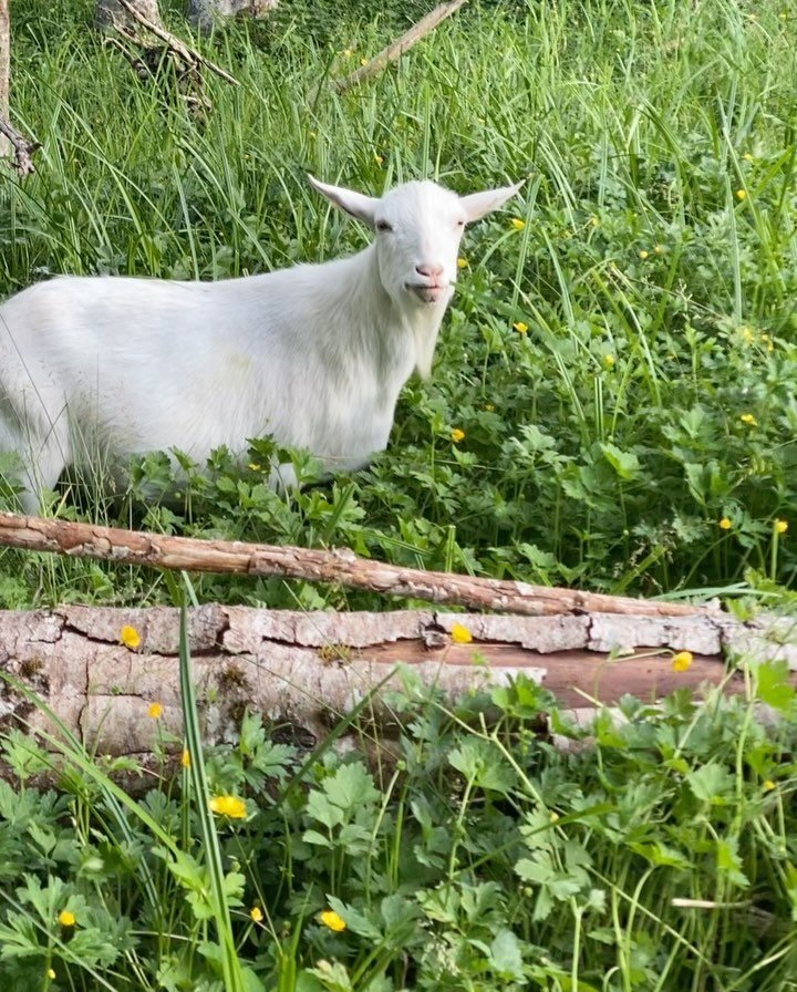 Kristoff, our Nigerian dwarf foster goat has become  such a sweetheart. When he first arrived, he was on the shy and timid side. He wanted to maintain some distance and didn&rsquo;t like us approaching him too fast. Then his brother Sven died and we 