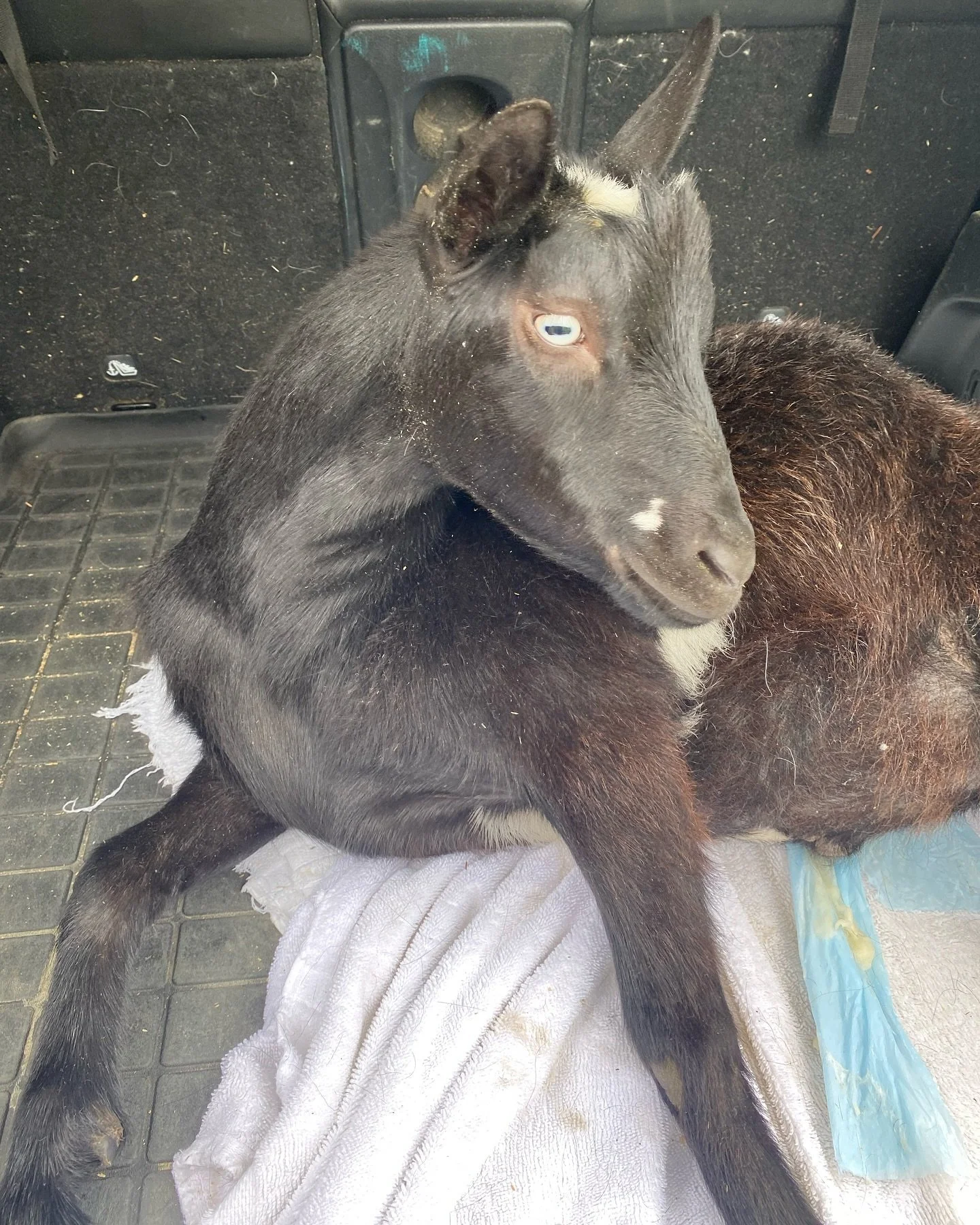 Our sweet foster goat Skittles started having trouble walking then it progressed rapidly where he could no longer stand. We rushed him to the vet and he was diagnosed with listeriosis. This infection commonly occurs in the brain. The vet started him 