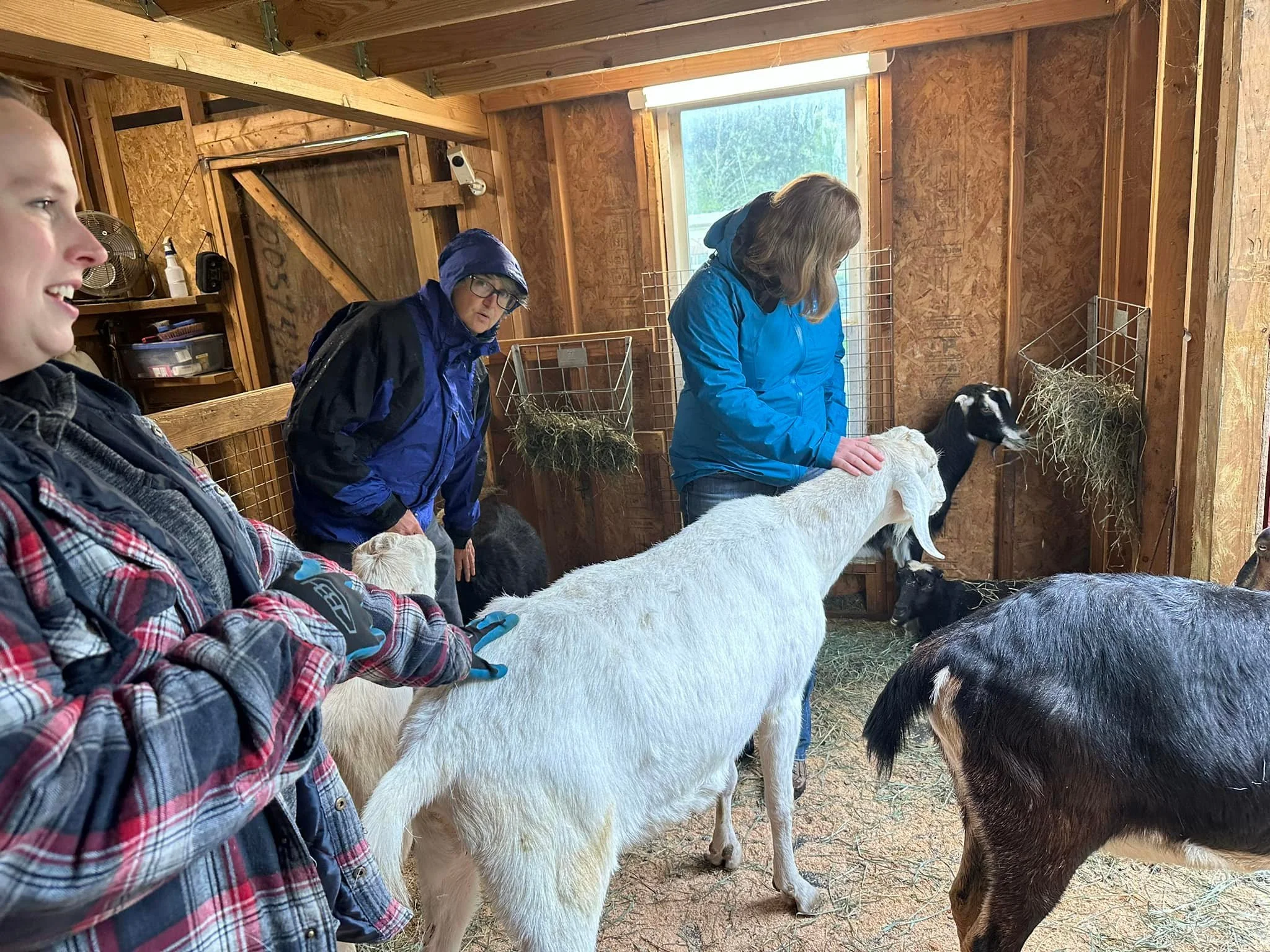 The sanctuary had a couple of tours this morning. The goats were so excited! The goats did so well:) Kristoff was a little shy at first but he began to warm up towards the end. The goats want to thank you all so much for coming and hope to see you so