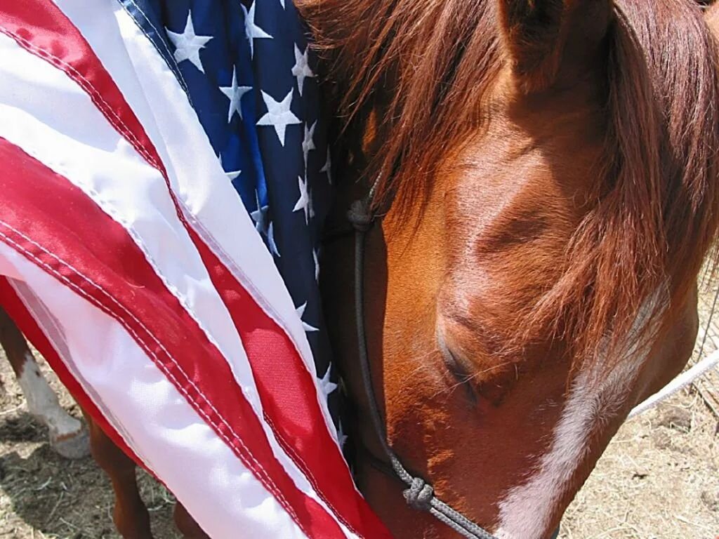 Sending heartfelt love and thanks to every veteran. From family members, to dear friends, to strangers - your service and sacrifice to this country is incredible. Thank you.💜