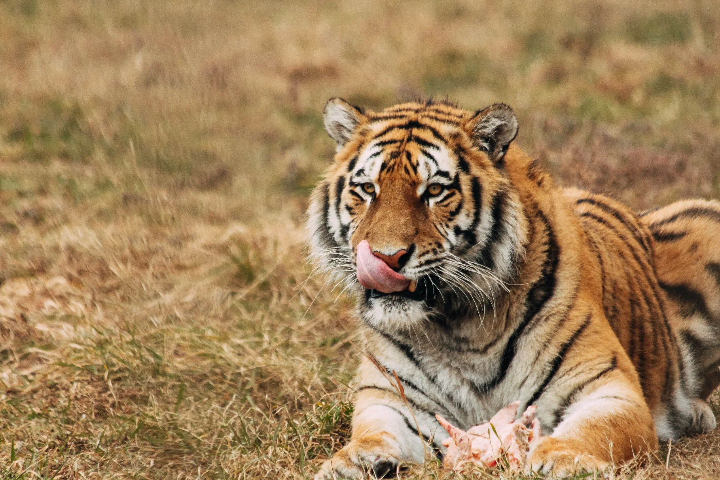 Sariska Tiger Reserve: A Paradise for Wildlife Enthusiasts