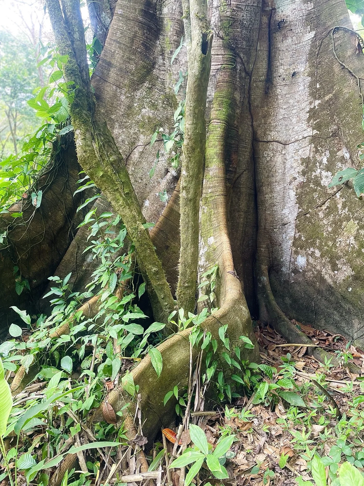 Image (78).jpeg