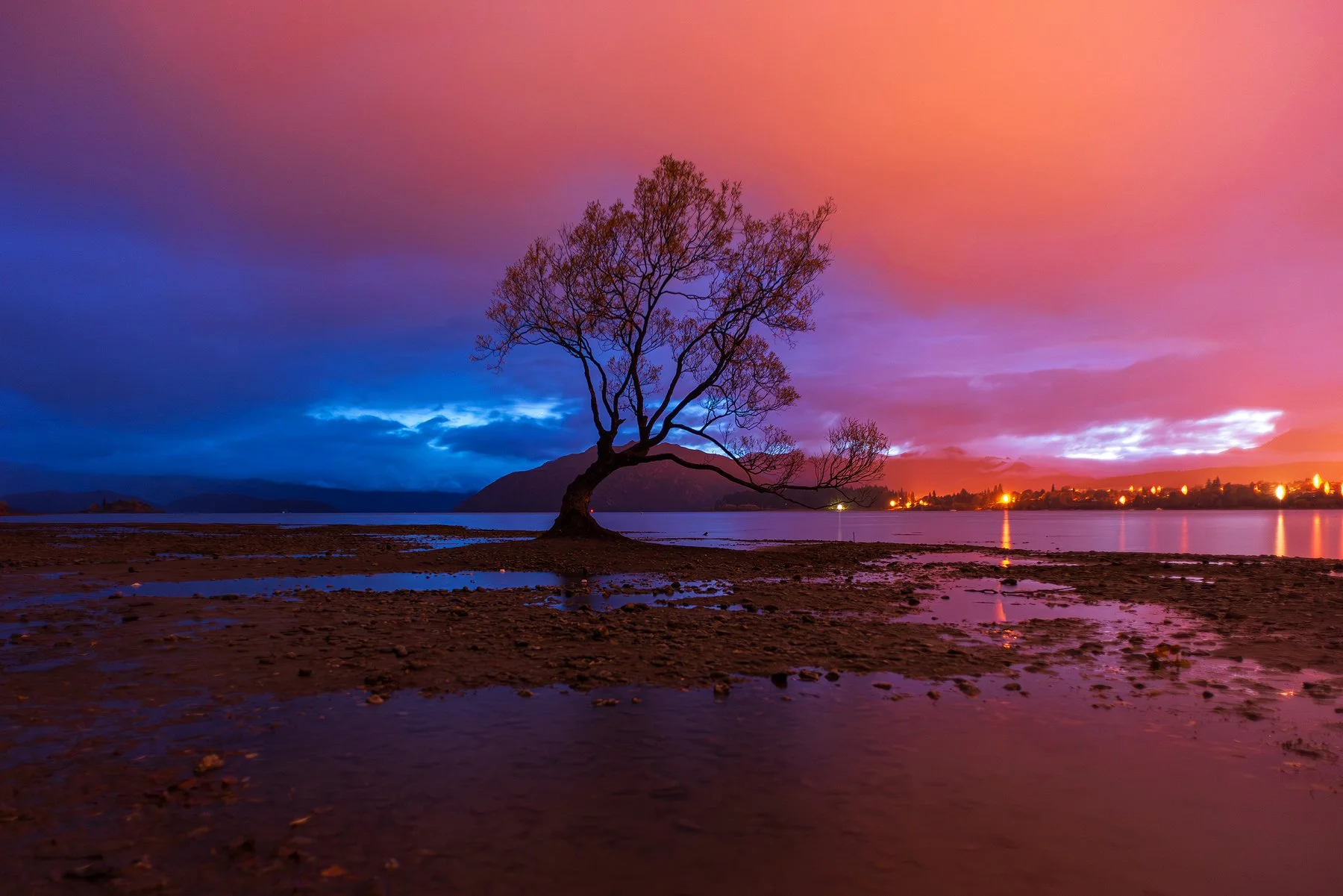 Dawn at That Wanaka Tree (Canvas Print)