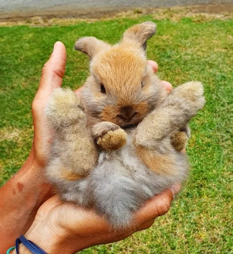 RIP Fluffy