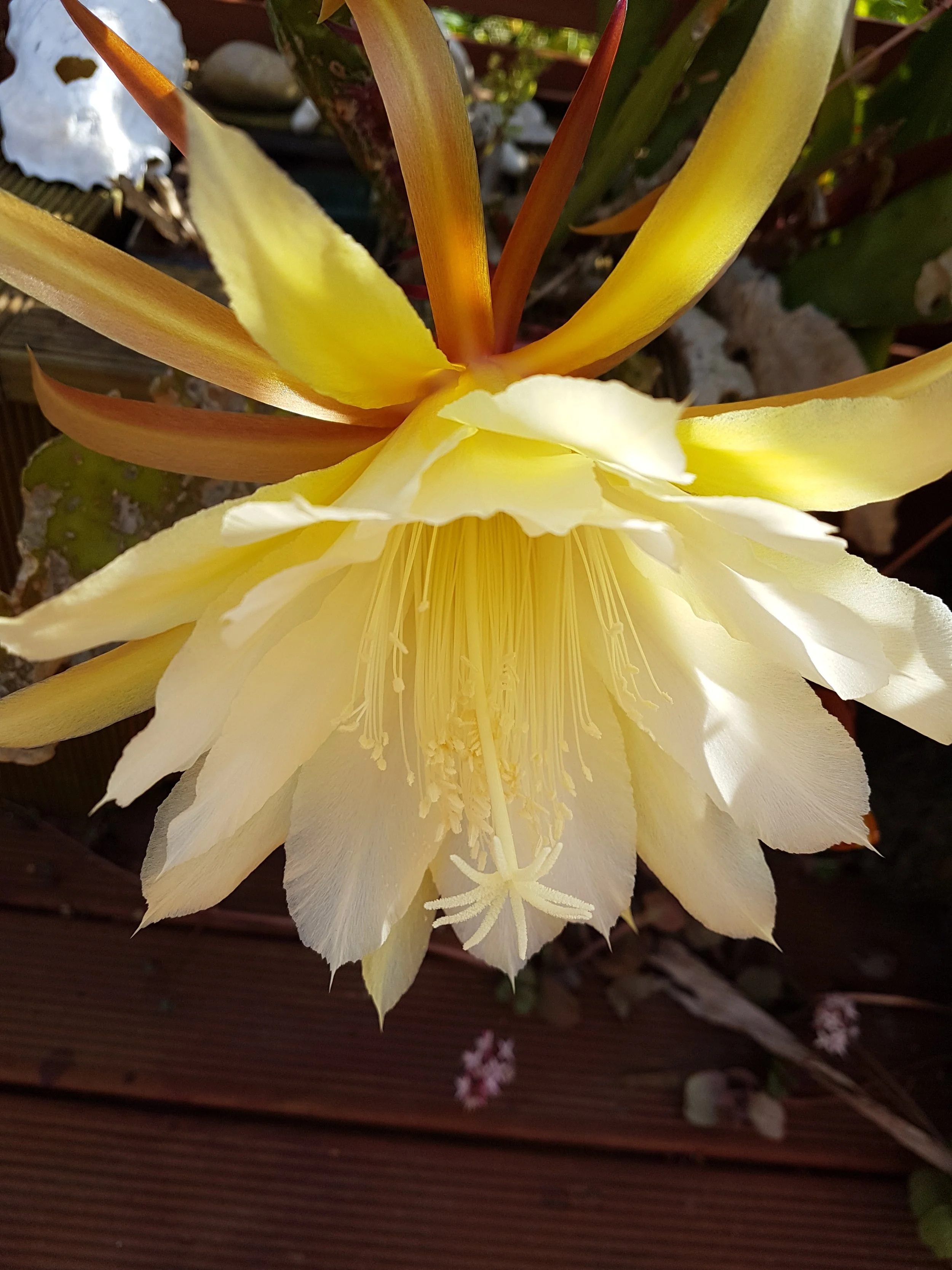 Choosing a new phone