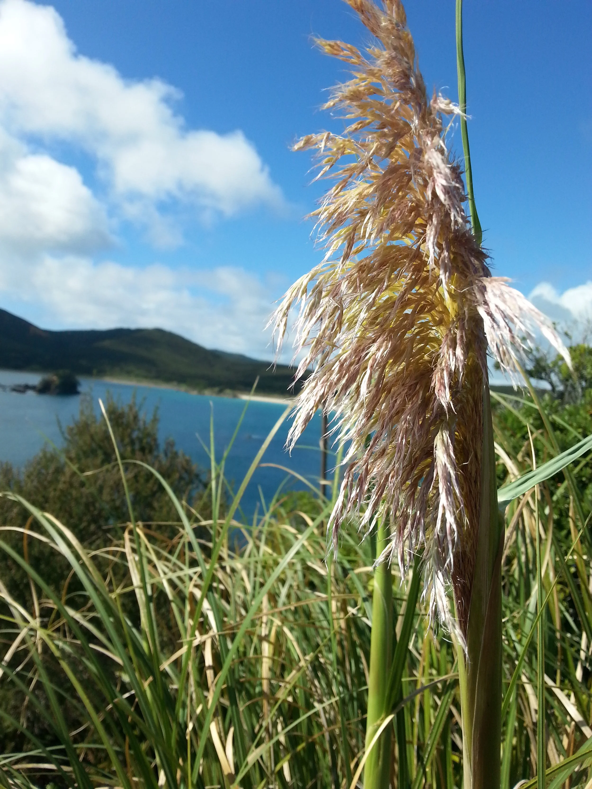 The frog and the scorpion