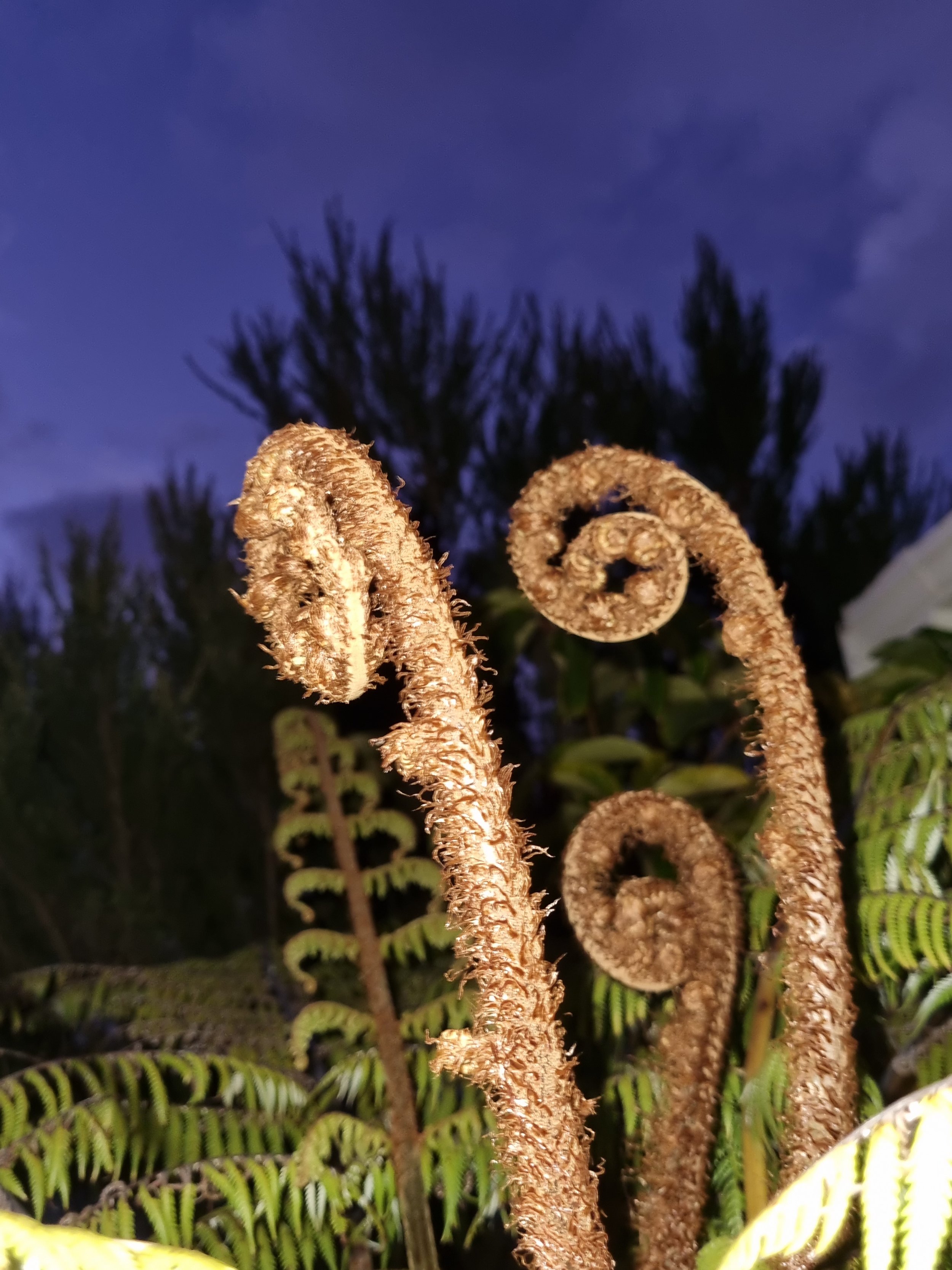 Dietary requirements