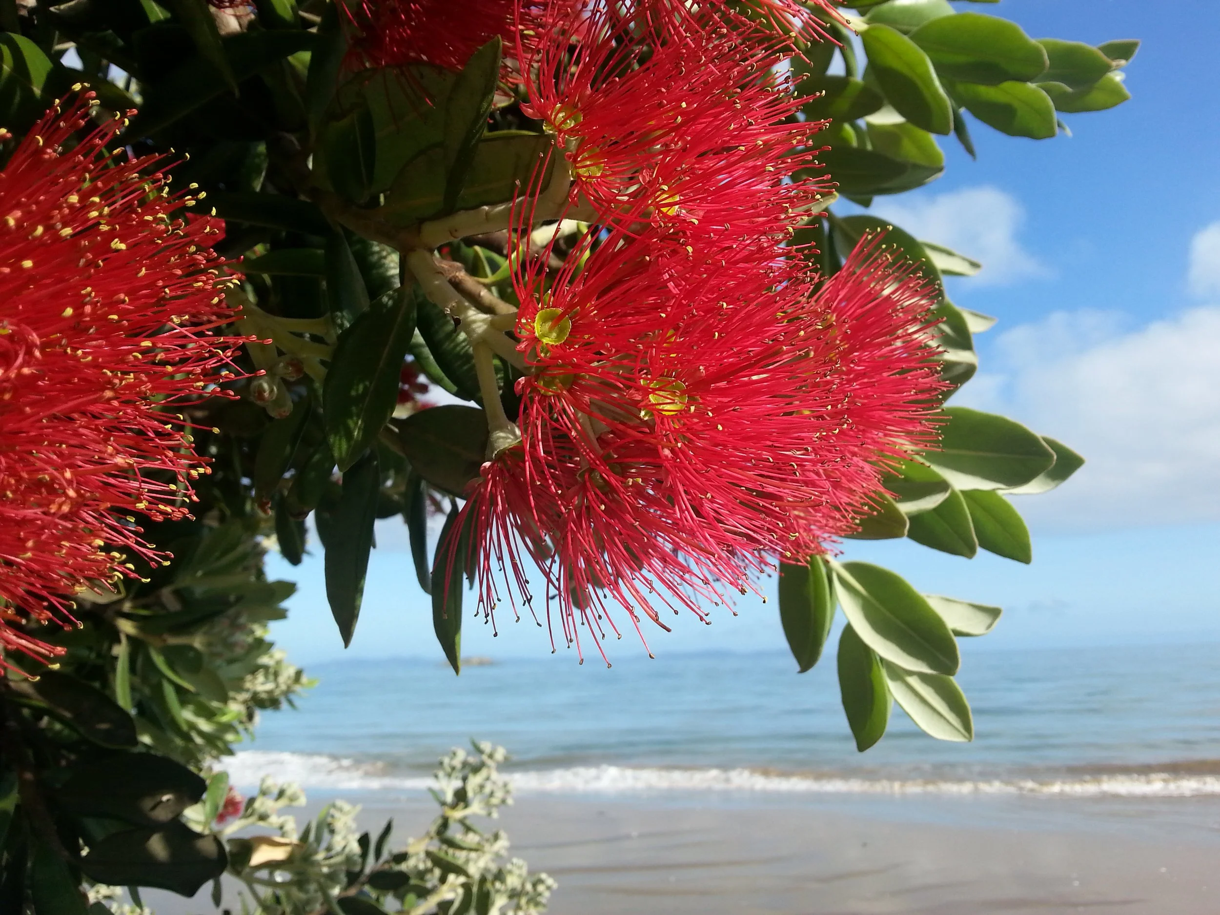 Flowering Pohutukawa