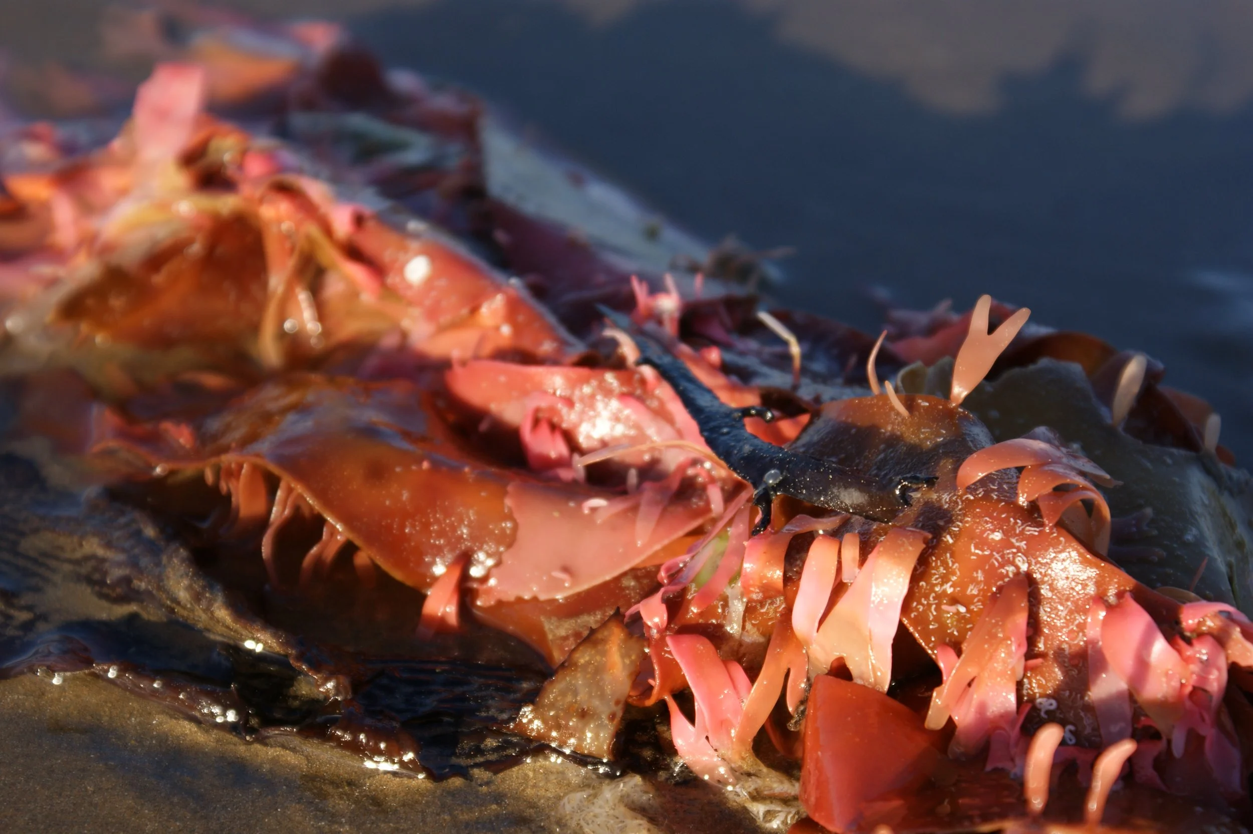Ill-fated peanut brownies