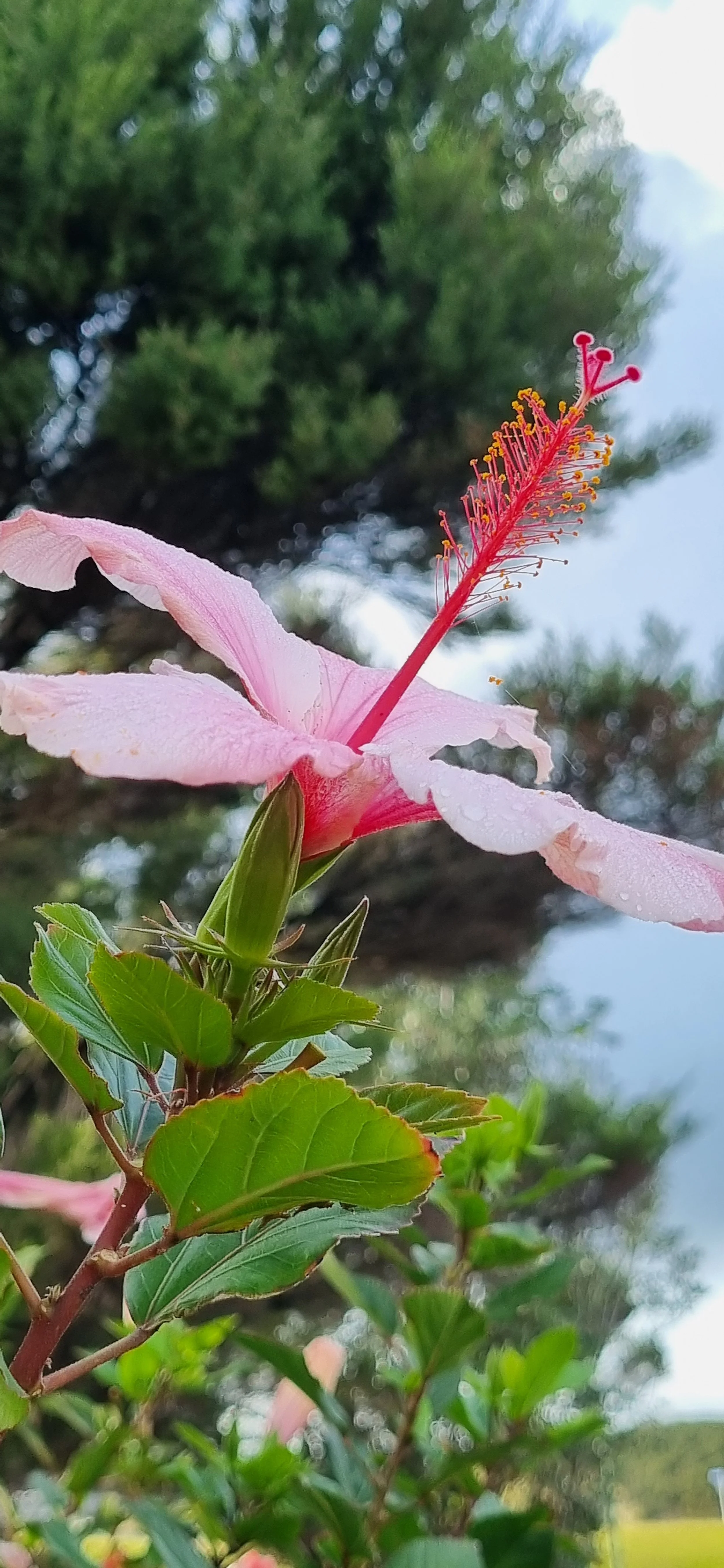 Sending a book overseas