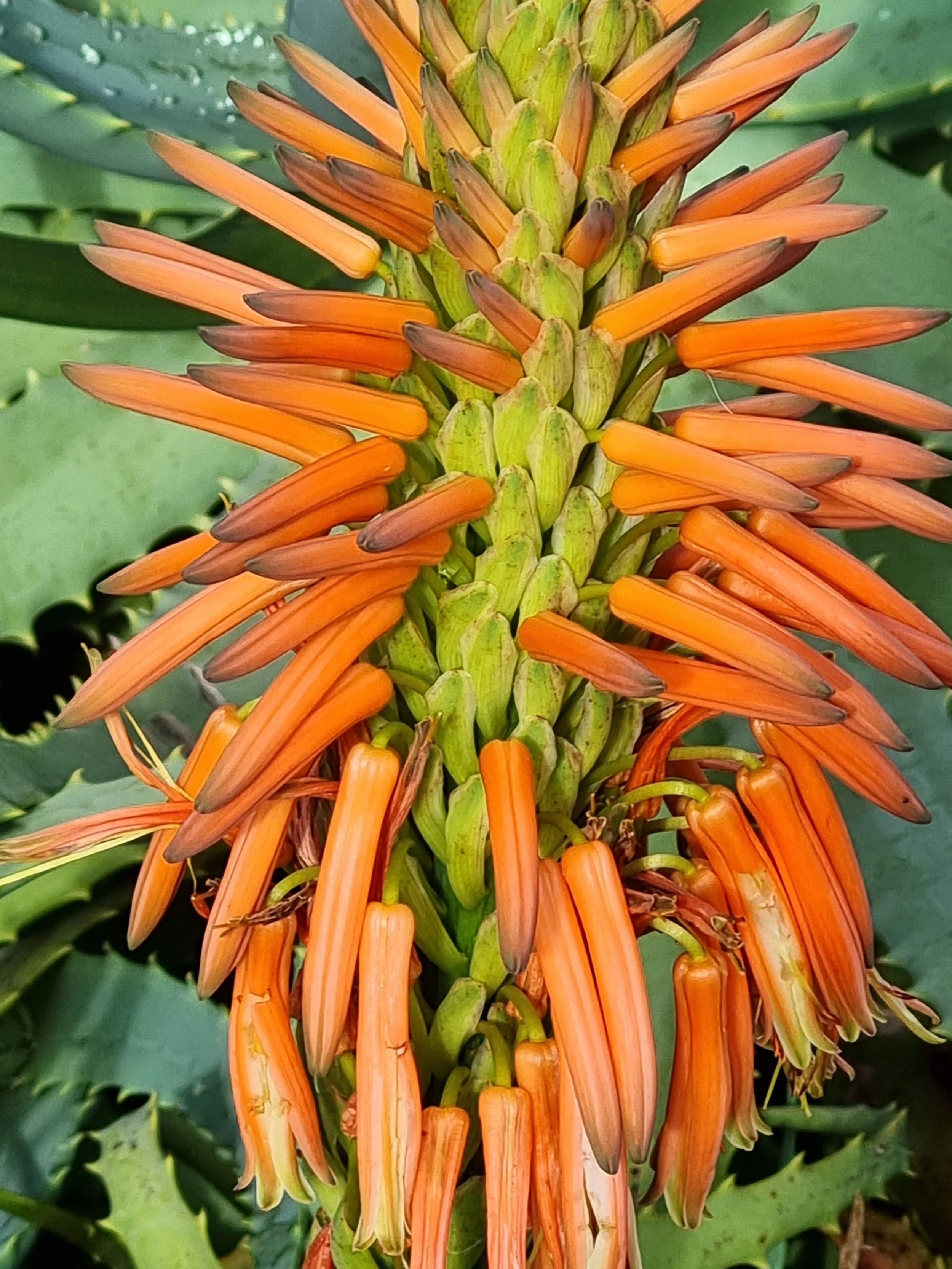 Abundance-blockage meditation