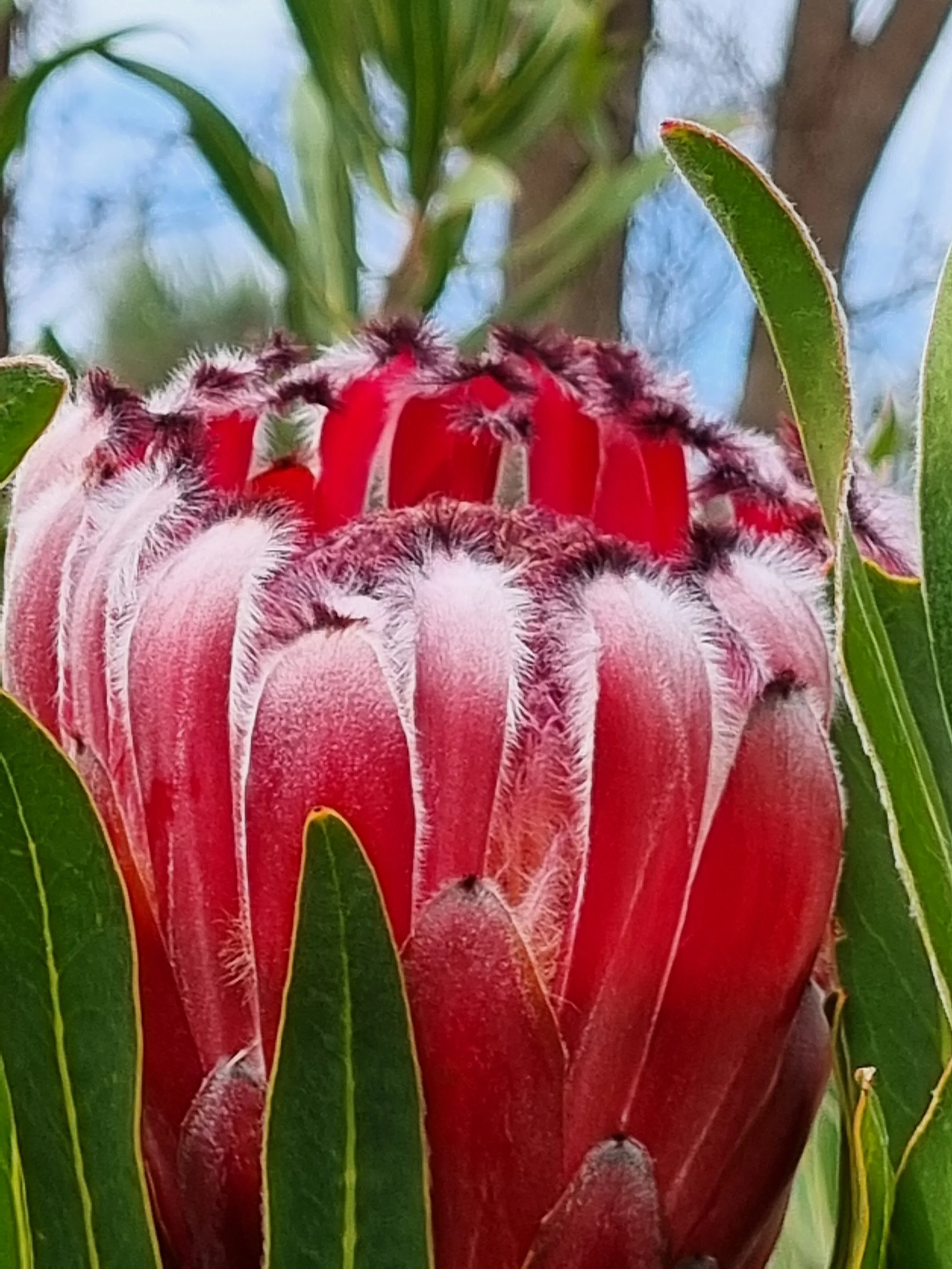 It doesn’t rain but it pours