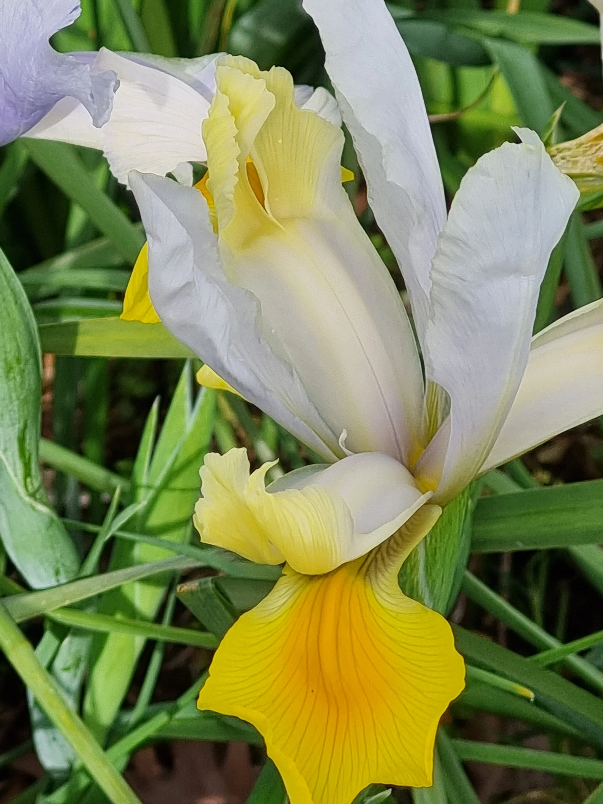 Three monkeys and a goat