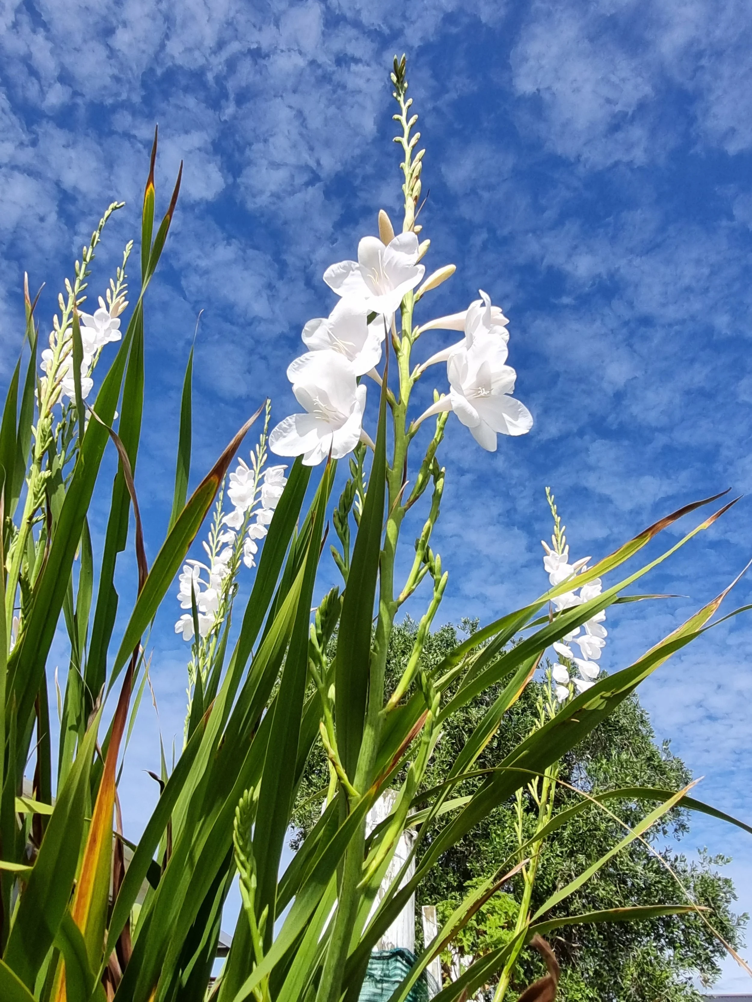 Neurological symptoms