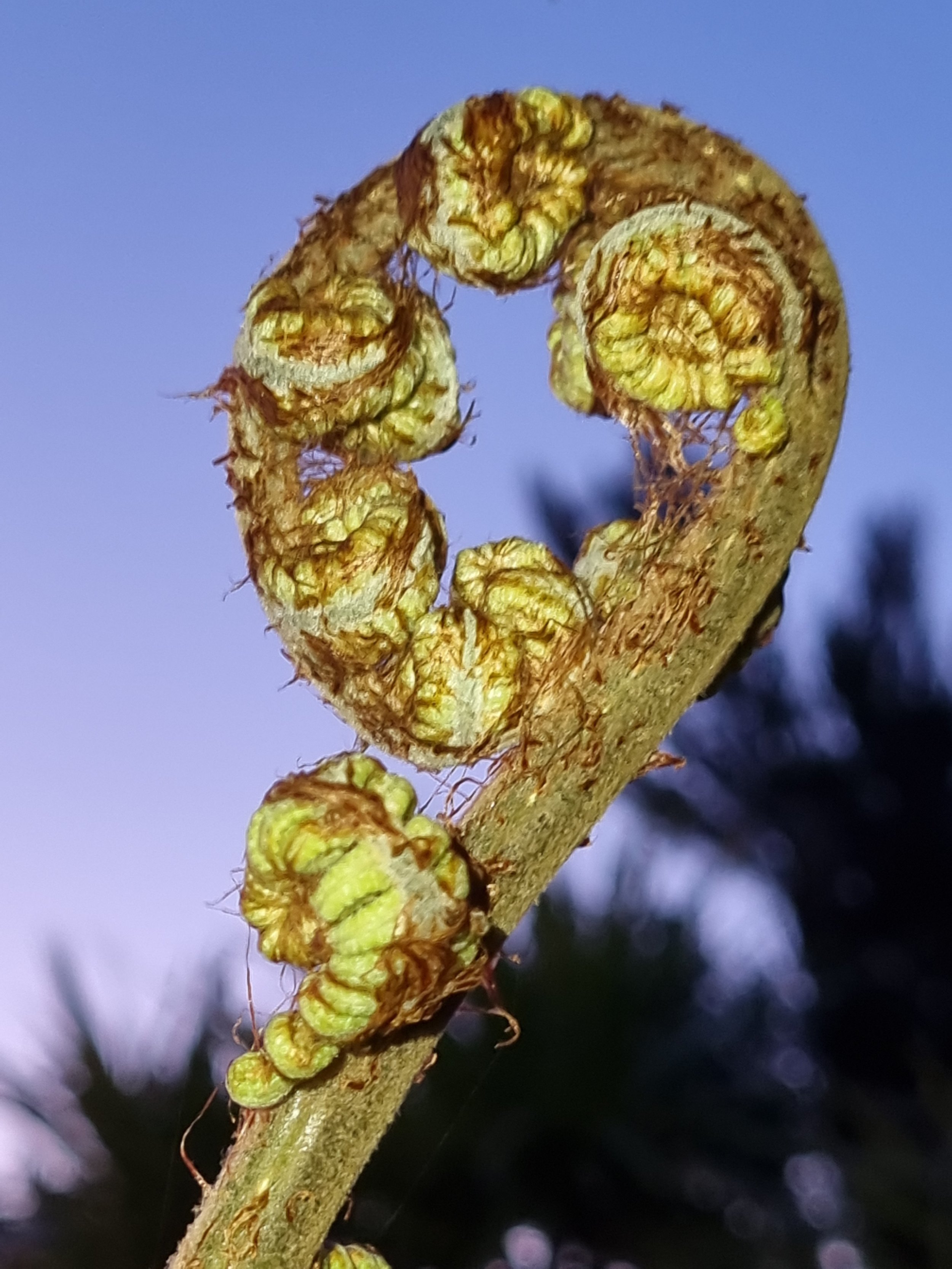 Another valiant effort