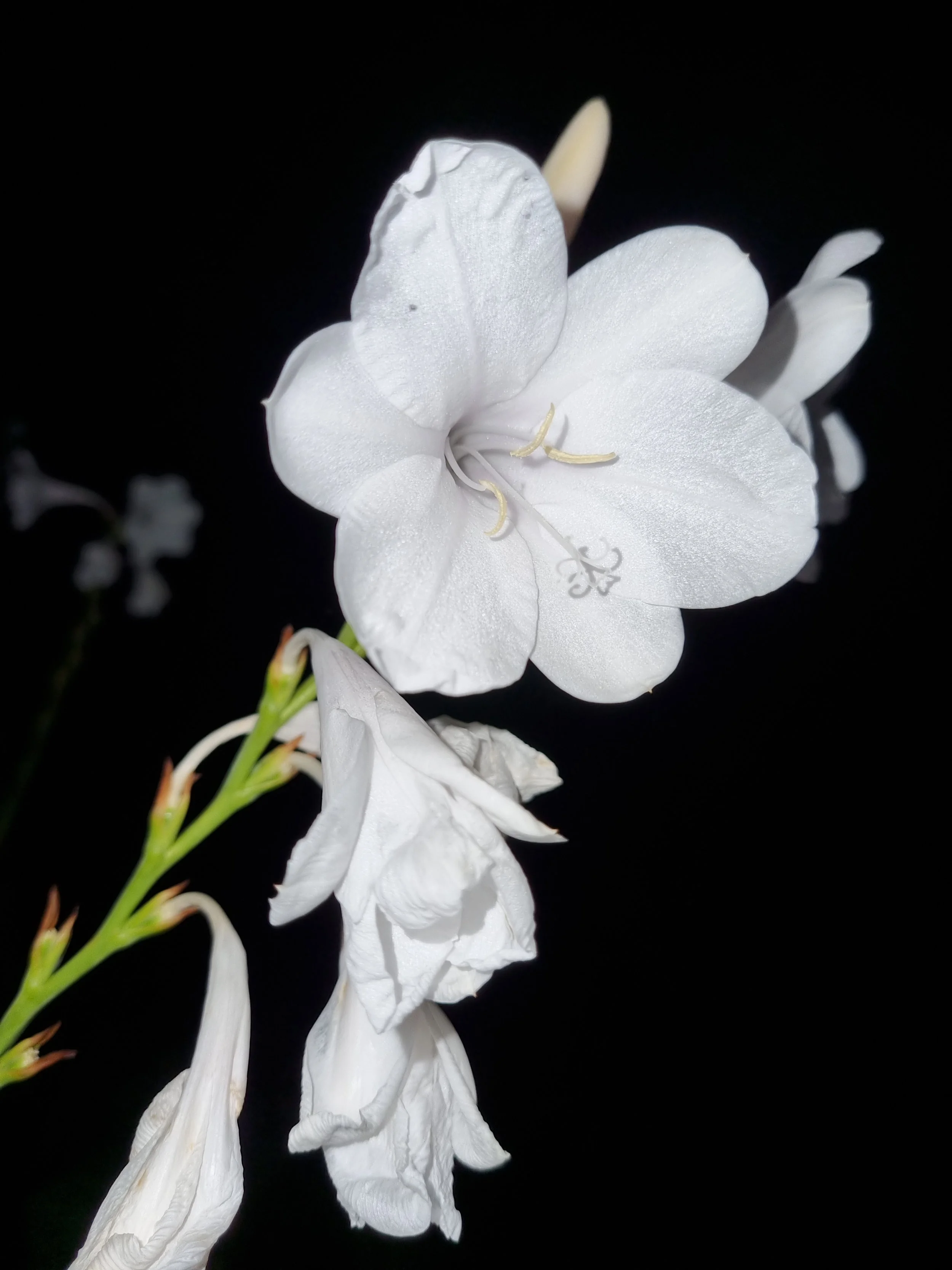 Capturing nature’s beauty