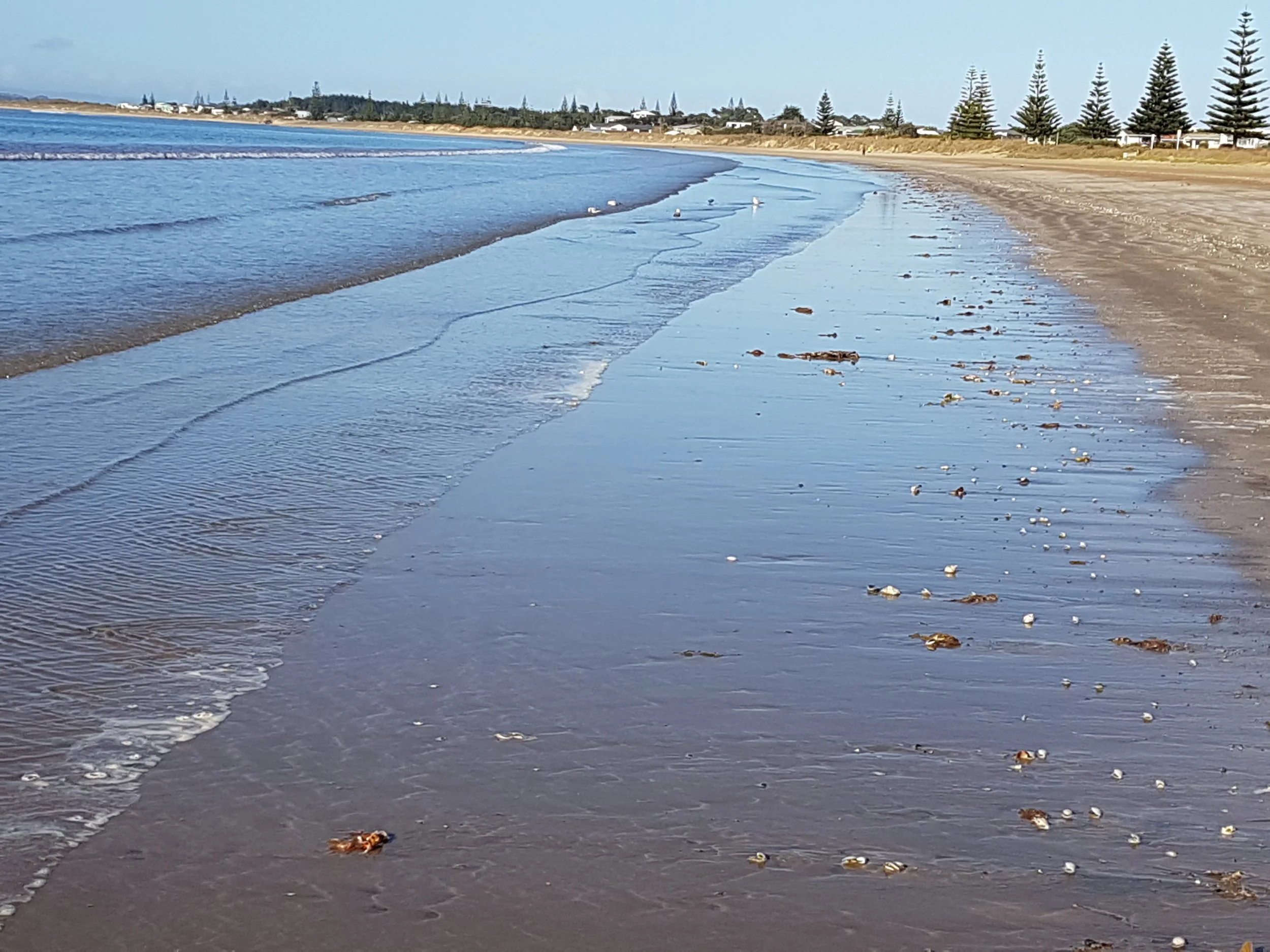 Dolphins in the harbour