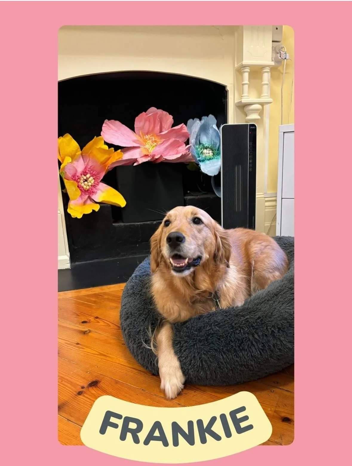 Say hello to Frankie and Harlow! Two of our friendly pets who occasionally visit the Sunny Day Speech clinic. 

If you happen to come in on a day they are here, you will find them happily spending time with our practice manager, Michelle. 

Their cal