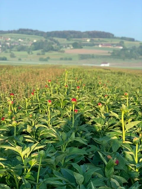 Schweizer Pfingstrosen
