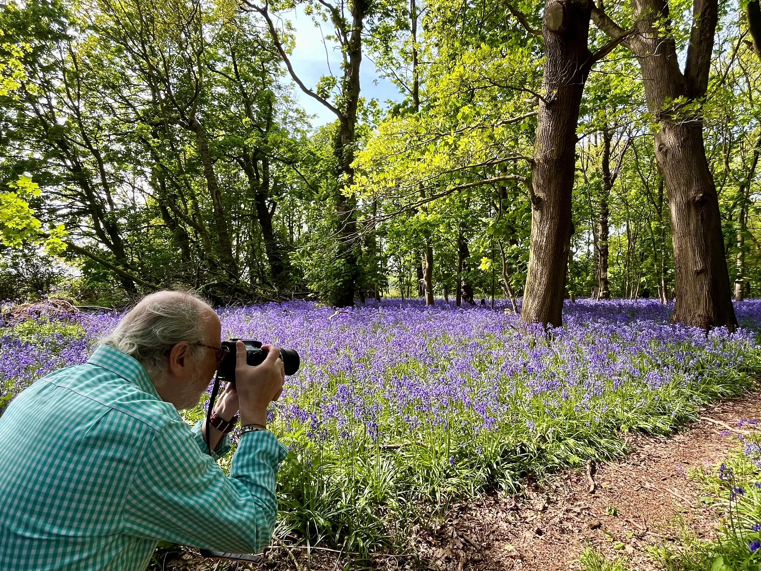 Bluebell Woodland Escape