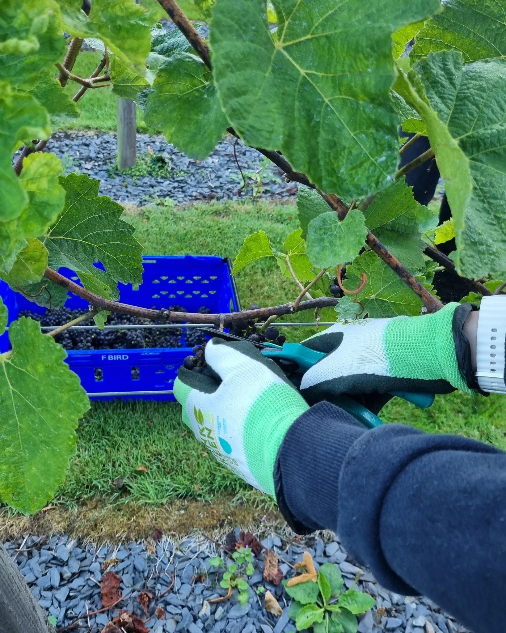 Grape Harvest.jpg