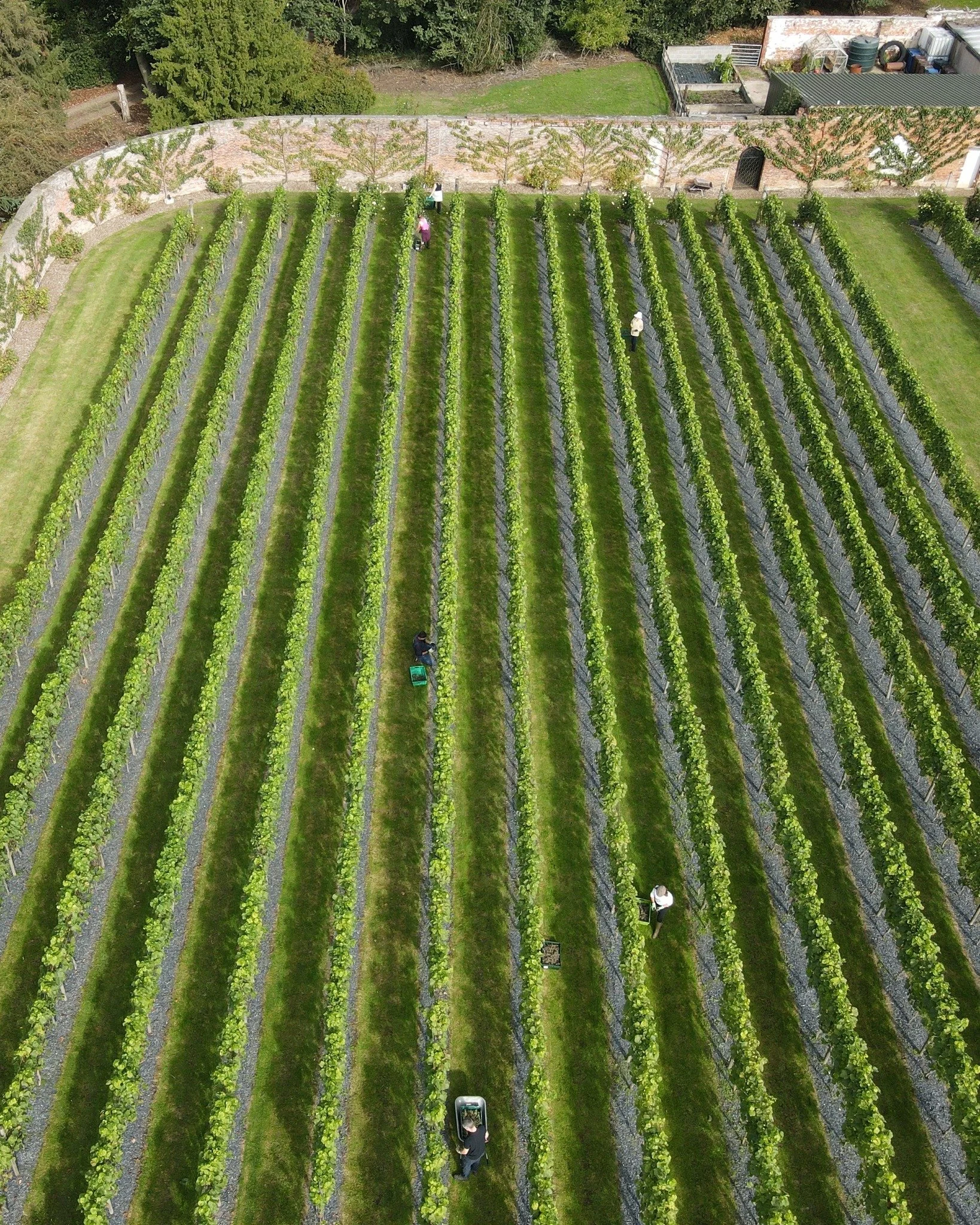 Grape Harvest 2.jpg