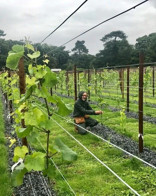 Lord Gerald in Vineyard.jpg