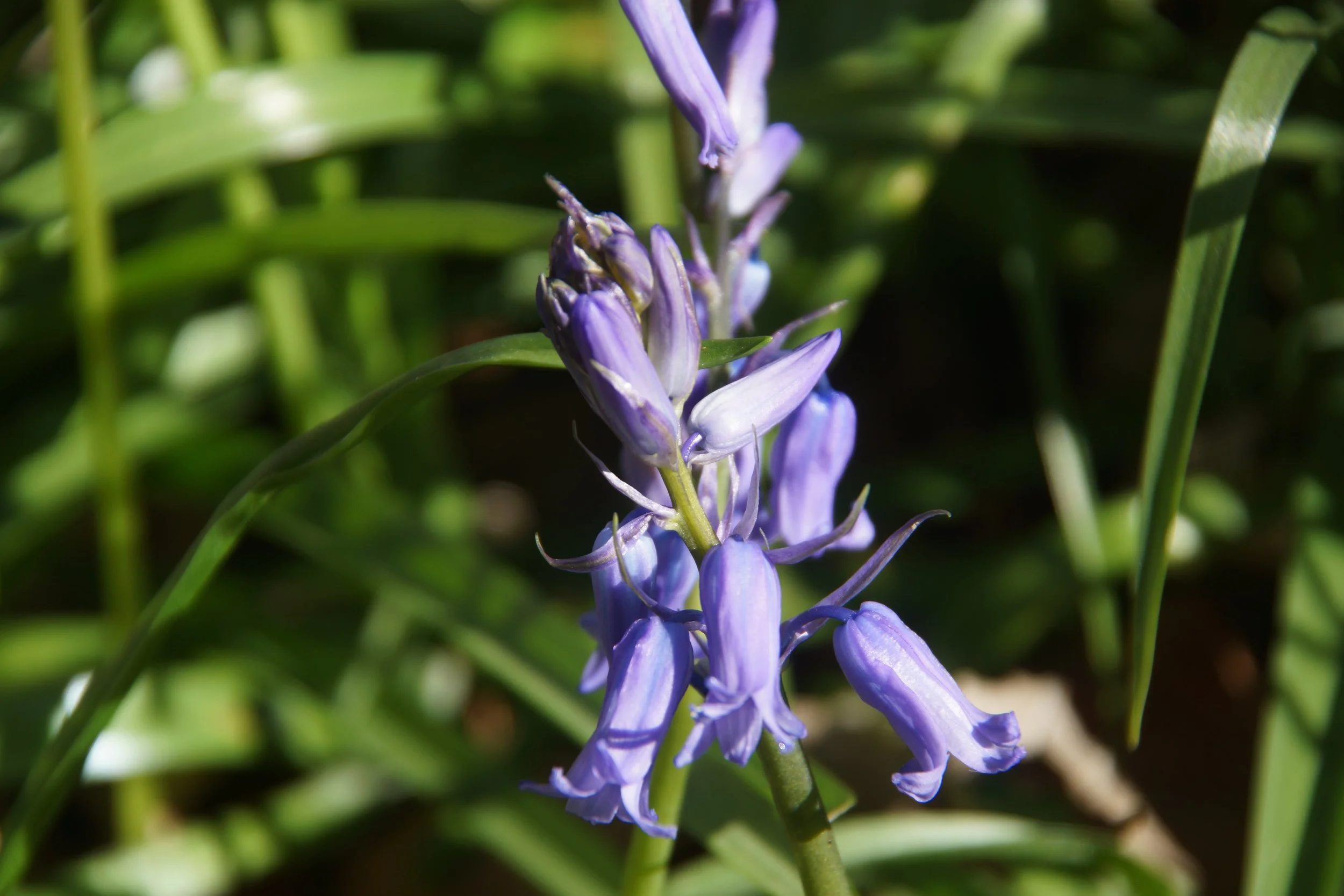 Bluebell1.JPG