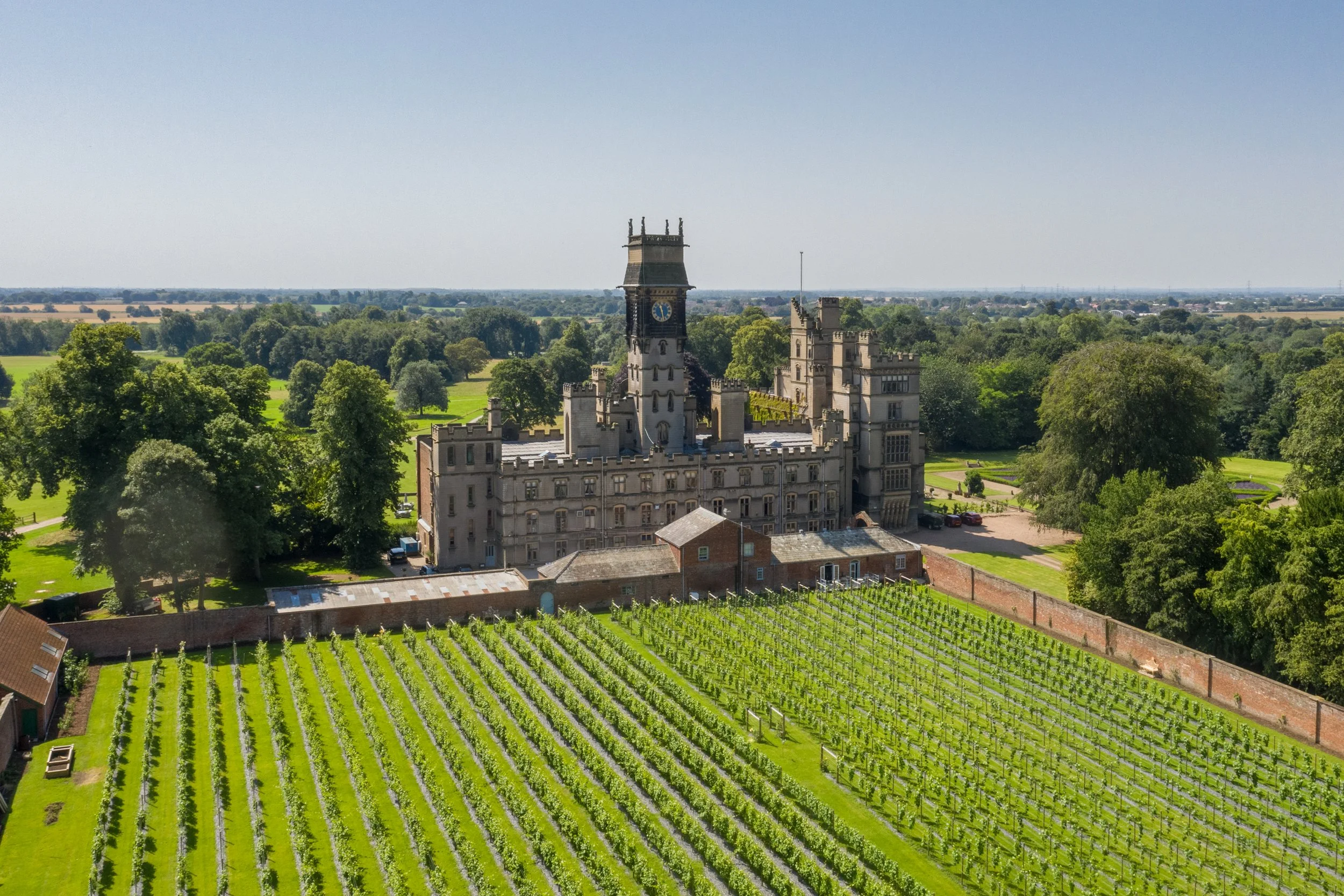 Vineyard.jpg