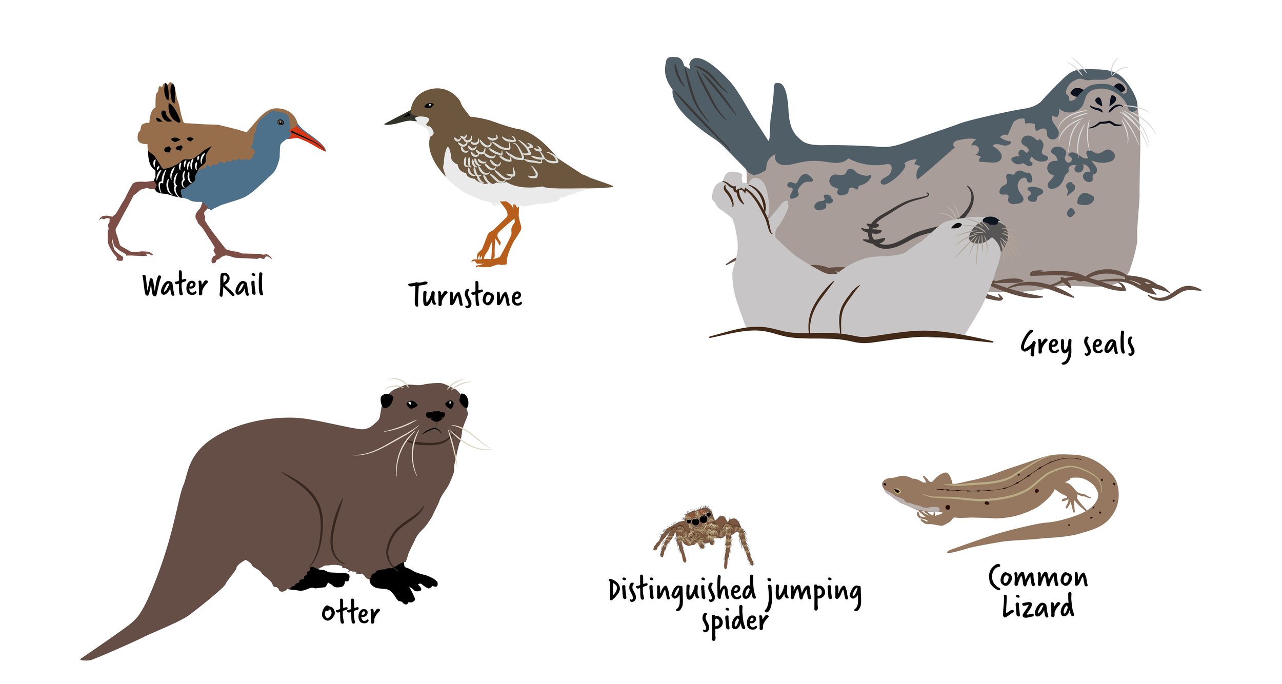 Digital illustration of waders and other local species