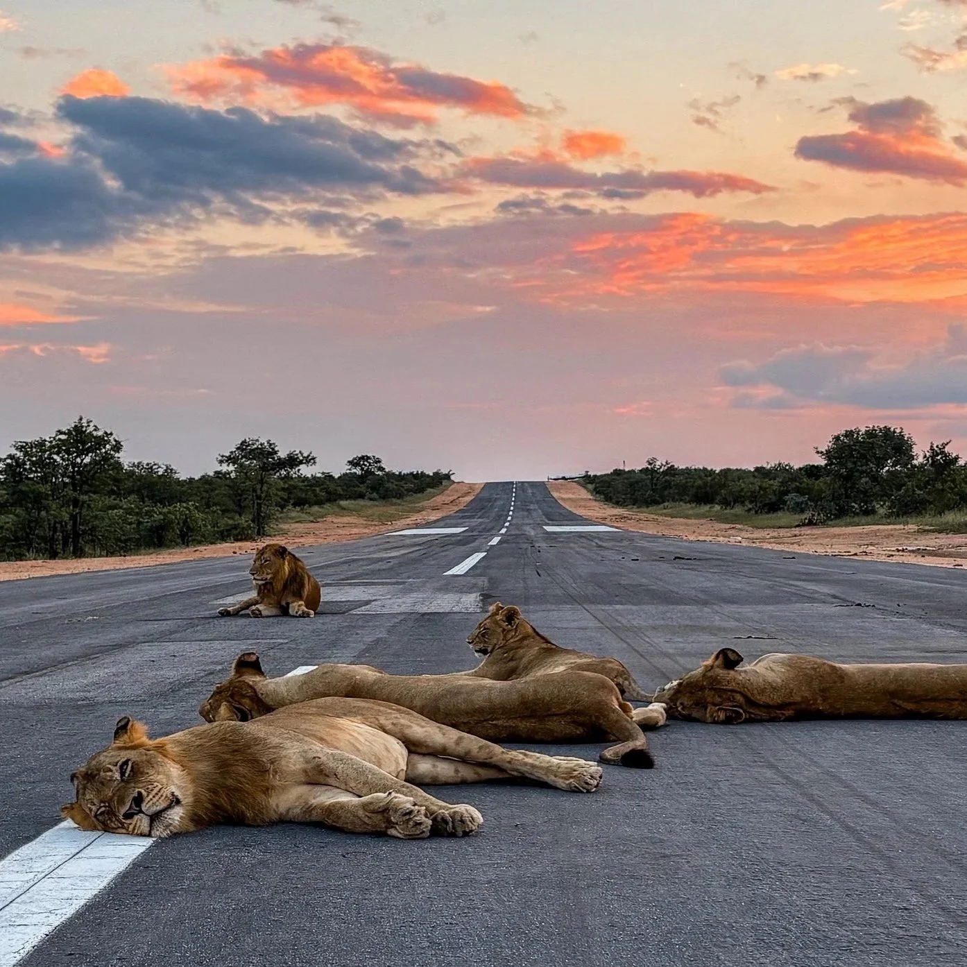 Lions+on+airstrip.jpg