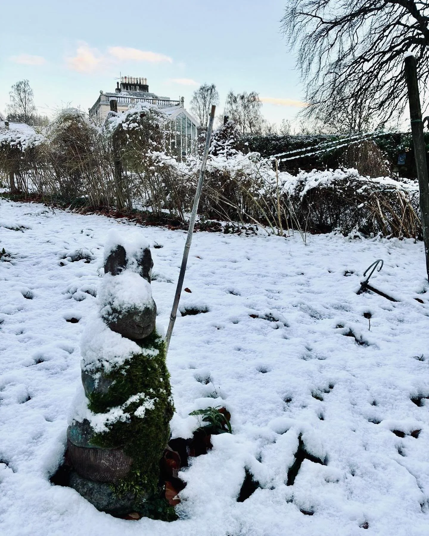 Peter Rabbit braving the cold ❄️