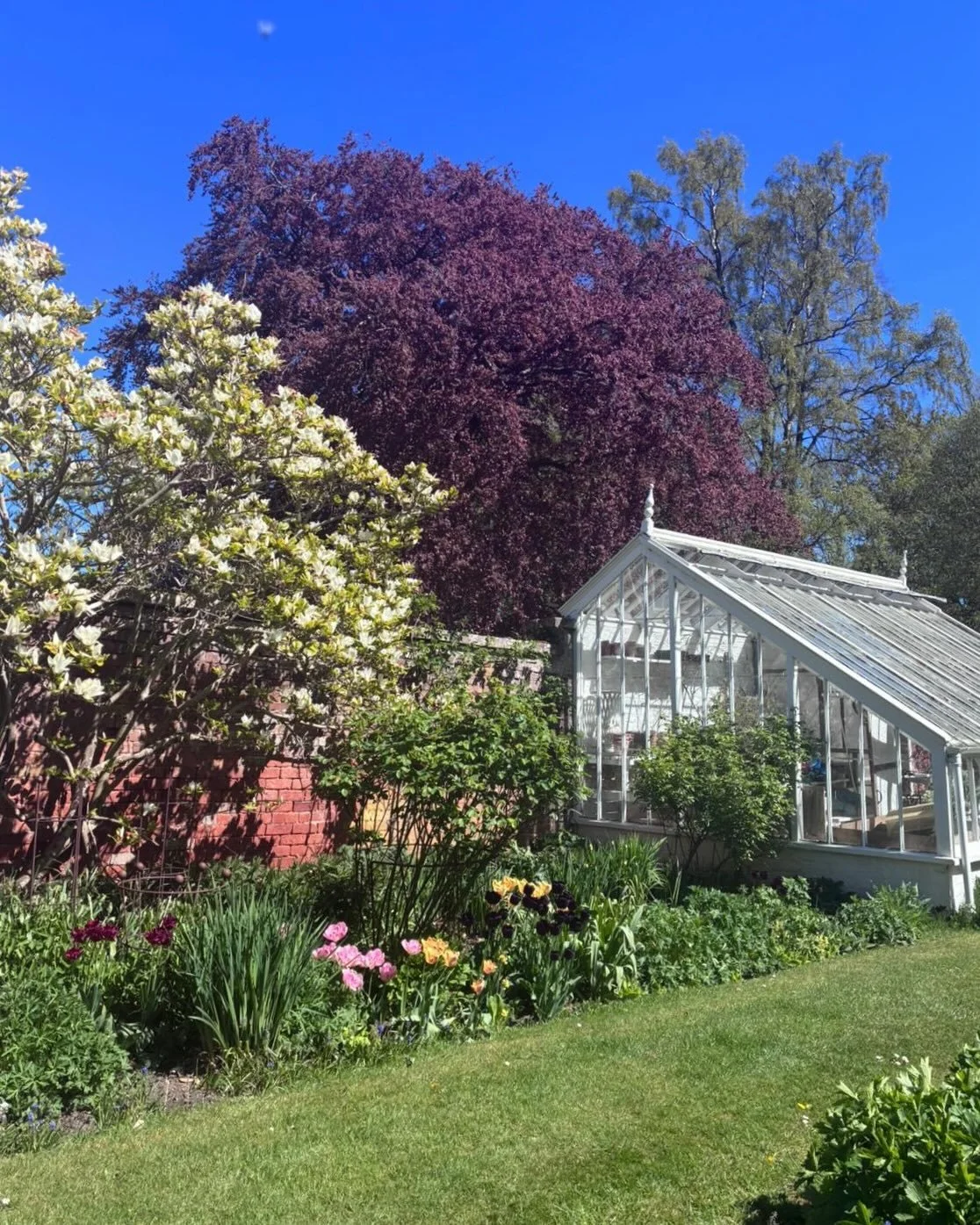 We are very excited about Glenburn&rsquo;s first open garden afternoon on Wednesday 20th May (2pm - 5pm). 
As if they are prepping for a party, the plants in the Walled Garden, including our gathering of Himalayan Poppies, are beginning to show their