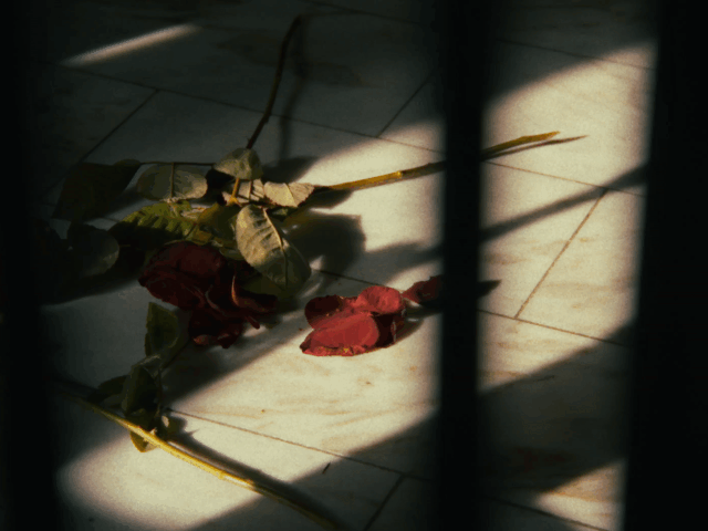 A dried red rose with green leaves and a long stem lying on a tiled floor, partially illuminated by sunlight coming through window bars, casting shadows.