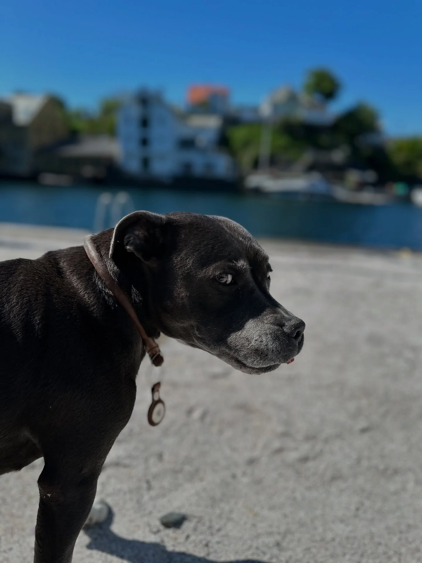Gratulerer med overst&aring;tt bursdag til v&aring;r egen Chief Happiness Officer, Luna! 🐾🎉

Gledesspreder, sofakoser og d&oslash;rvakt extraordinaire &ndash; hun fikk selvf&oslash;lgelig et stort hipp hurra (og en ekstra godbit)! 💛🐶

-
#grunderl