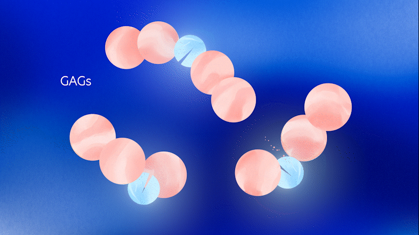 Diagram showing GAGs molecules with pink spheres representing GAGs and blue spheres indicating other components, illustrating their molecular structure.