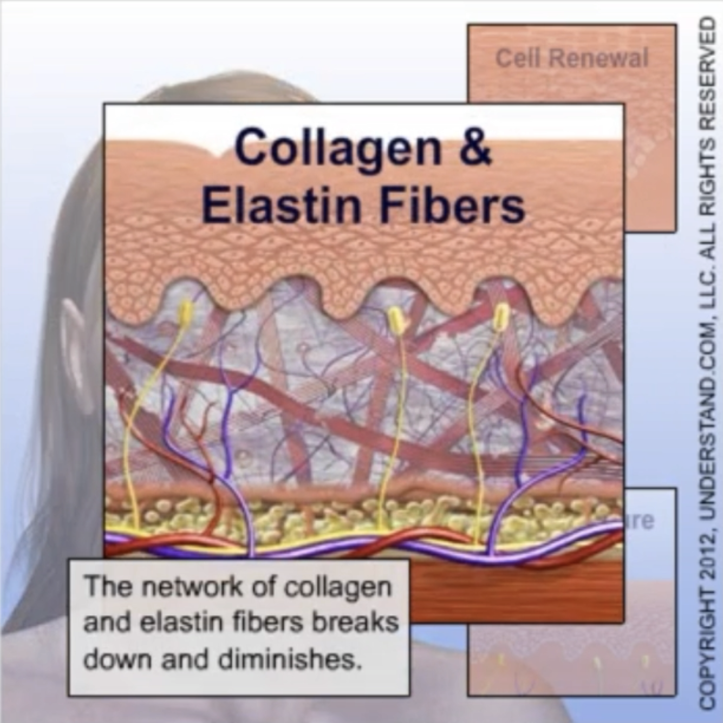 Diagram showing collagen and elastin fibers in skin with labels and description of fiber breakdown.