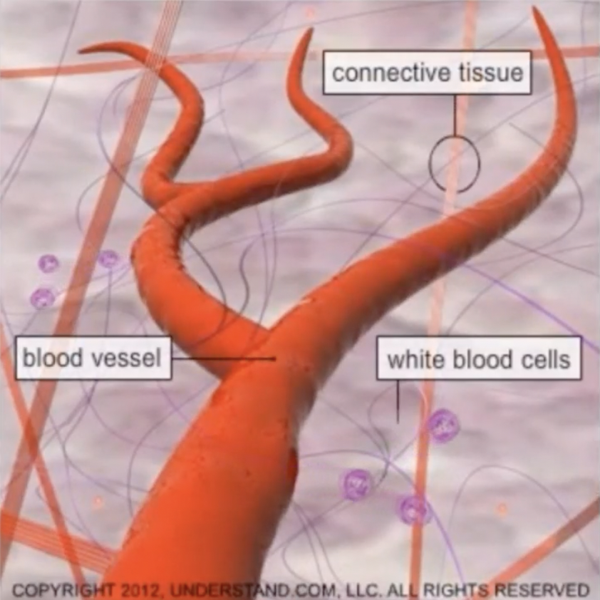 A diagram of a blood vessel with labels pointing to a connective tissue, blood vessel, and white blood cells, illustrating the components of blood flow.