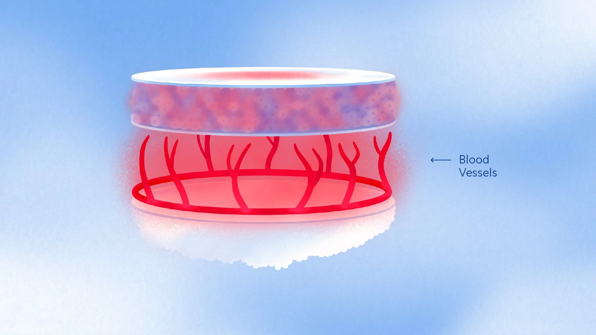 Illustration of blood vessels beneath a tissue layer, with labels indicating blood vessels.