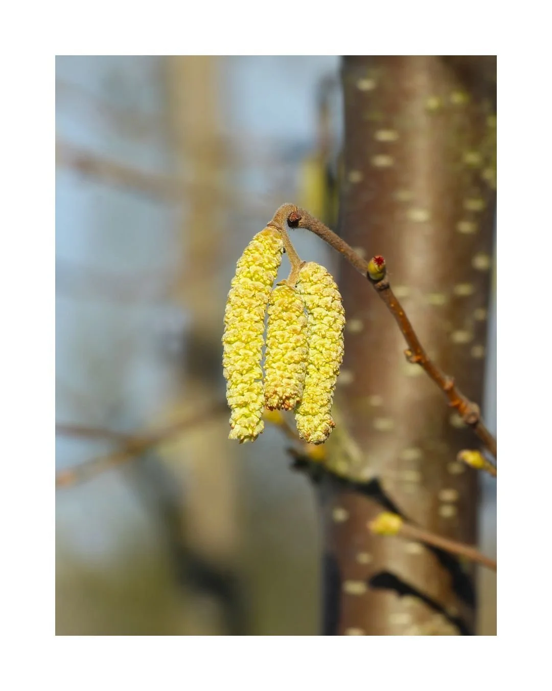 ALLERGIE

Nu al last van allergie&euml;n? Je bent niet alleen!

Veel mensen kampen momenteel al met jeukende ogen, niesbuien en een lopende neus. Het lijkt misschien vroeg op het jaar, maar de pollen zijn er wel degelijk al!

Volgens metingen van Sci