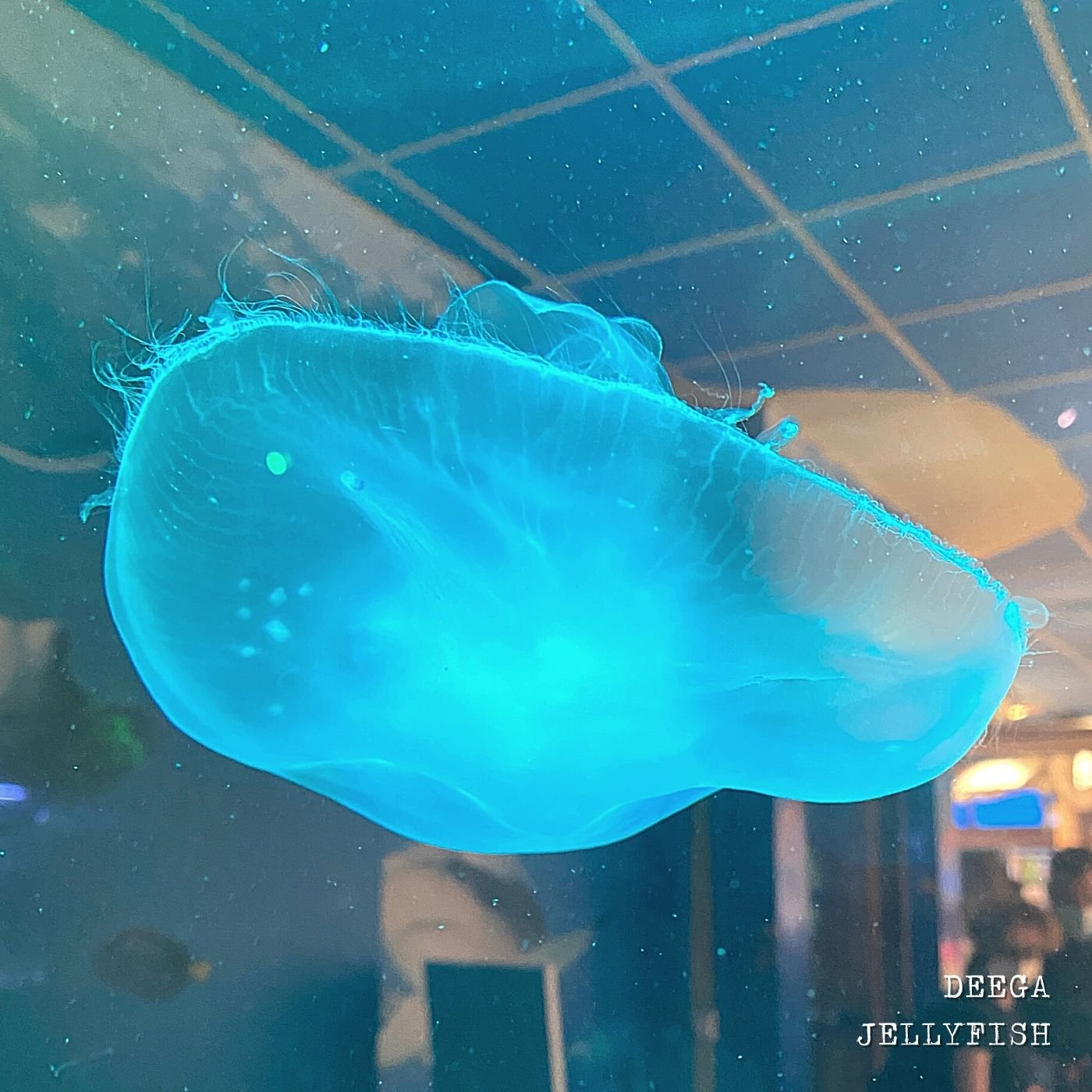 Jellyfish EP Artwork.jpg