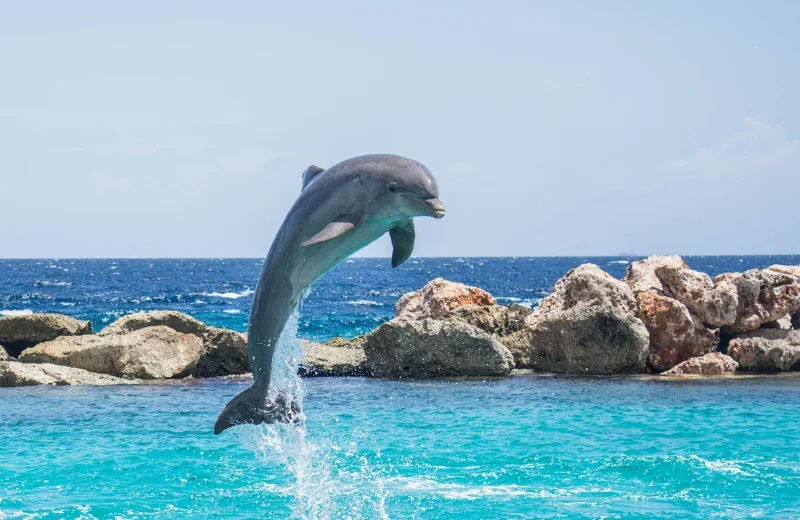Dreamt of a friendly dolphin 7/30/2022