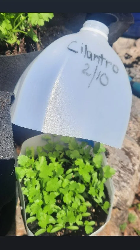 Seed Saving and Winter Sowing: Sally Rossi-Ormon
This Wednesday, November 12th, 6:00&mdash;7:30 PM

This hands-on demonstration will introduce attendees to the proper techniques used for seed saving, storage and use, as well as preparation for Winter